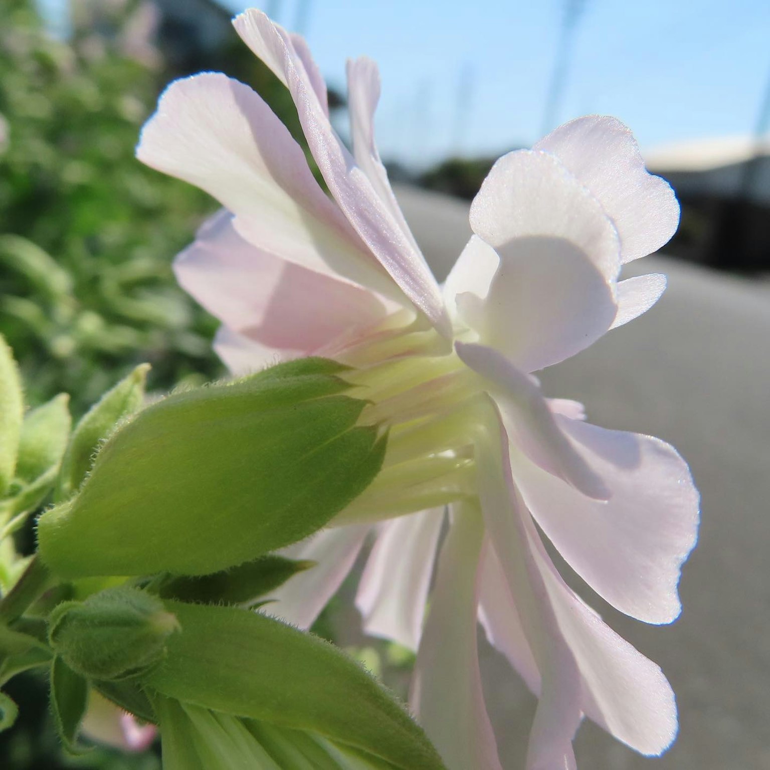 Primer plano de una flor rosa pálido de perfil con hojas verdes y cielo azul de fondo