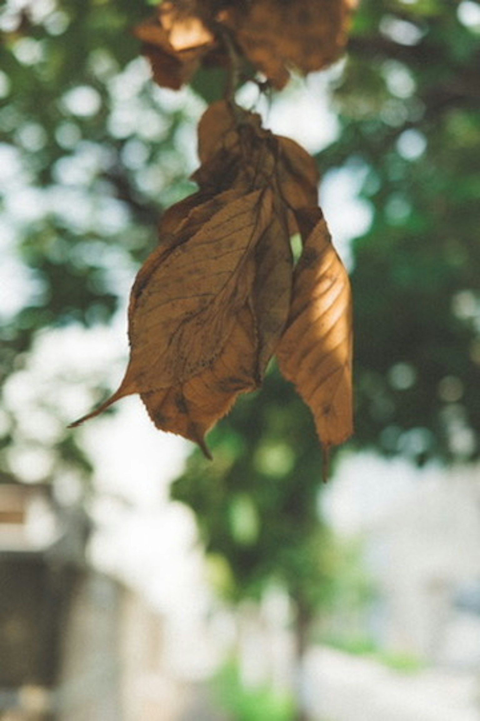 A dry leaf hanging from a branch with blurred green foliage in the background