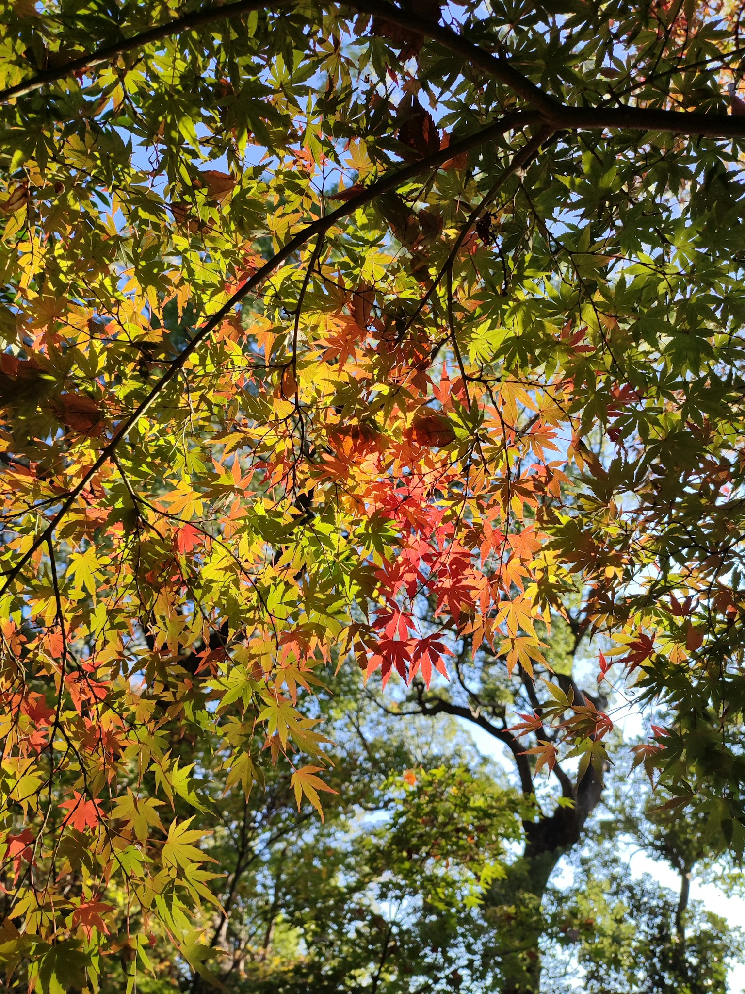 Colorful leaves of trees viewed from below against a blue sky