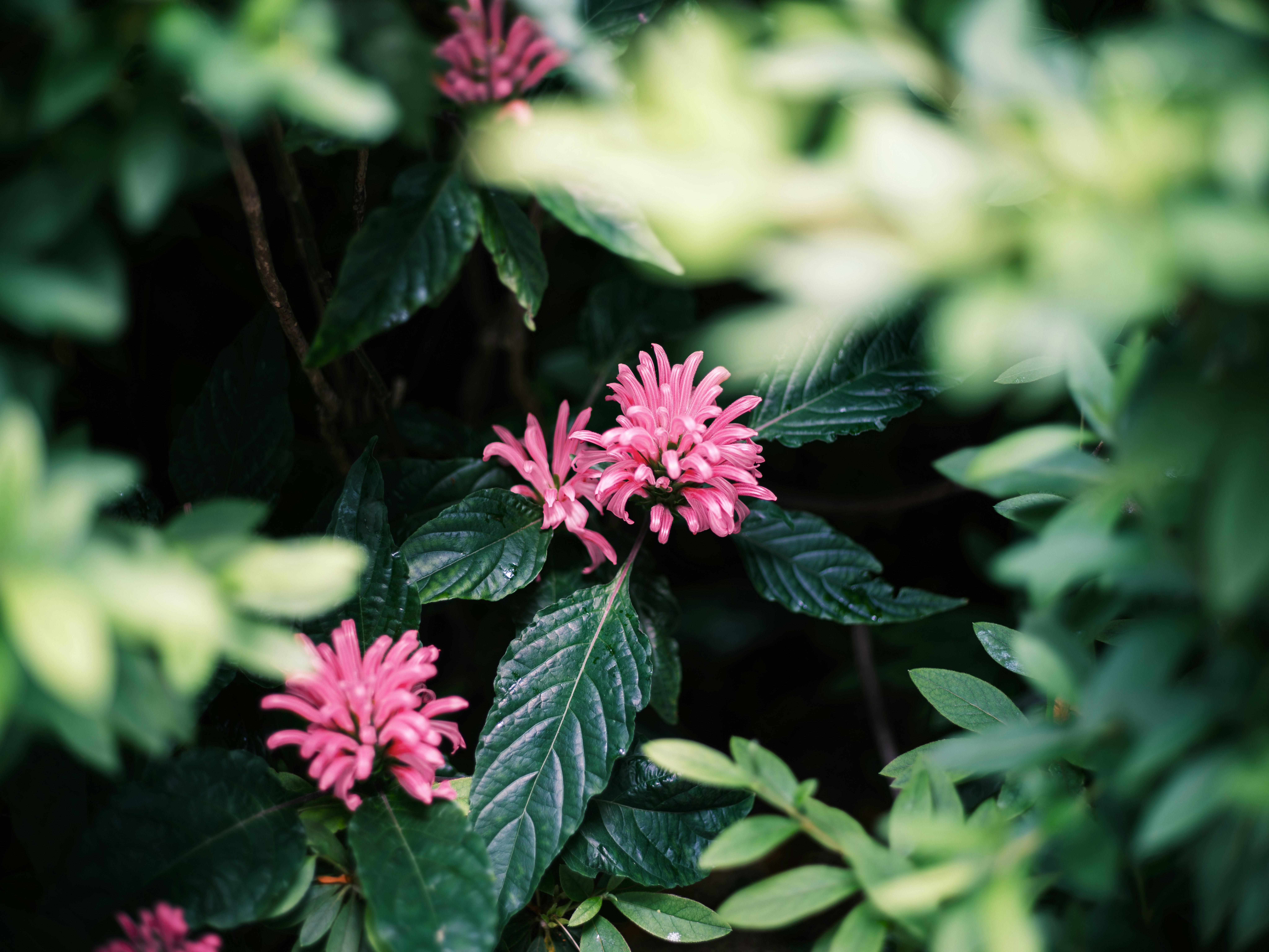 ピンクの花と濃い緑の葉が茂る植物の群生