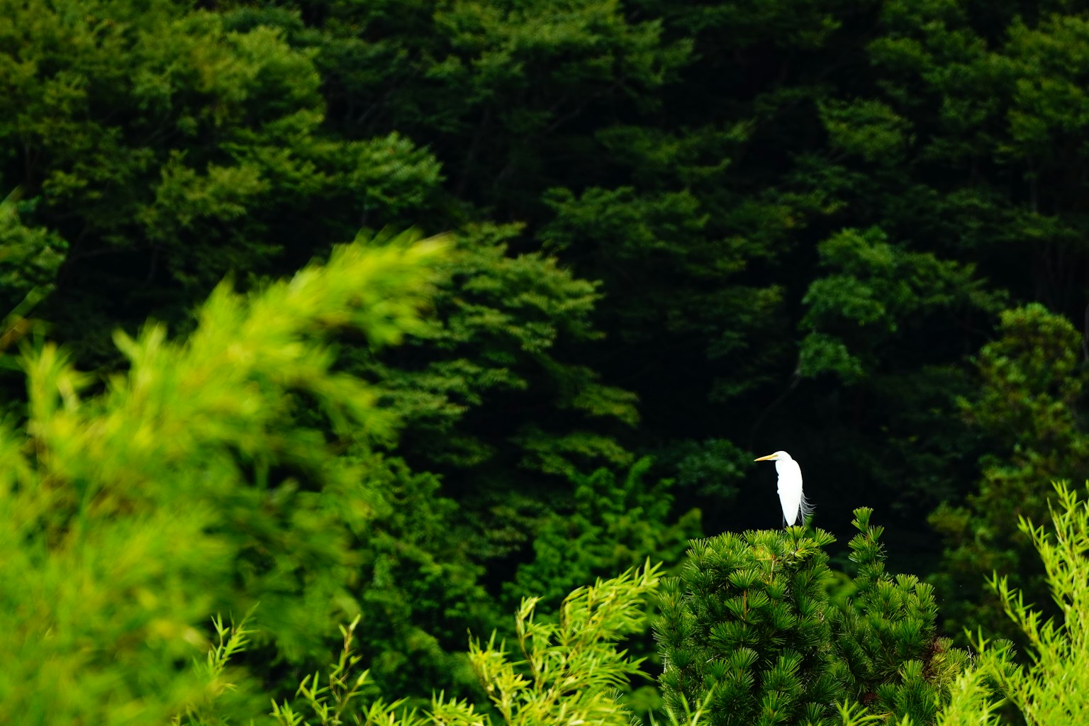 Un pájaro blanco de pie contra un fondo verde exuberante