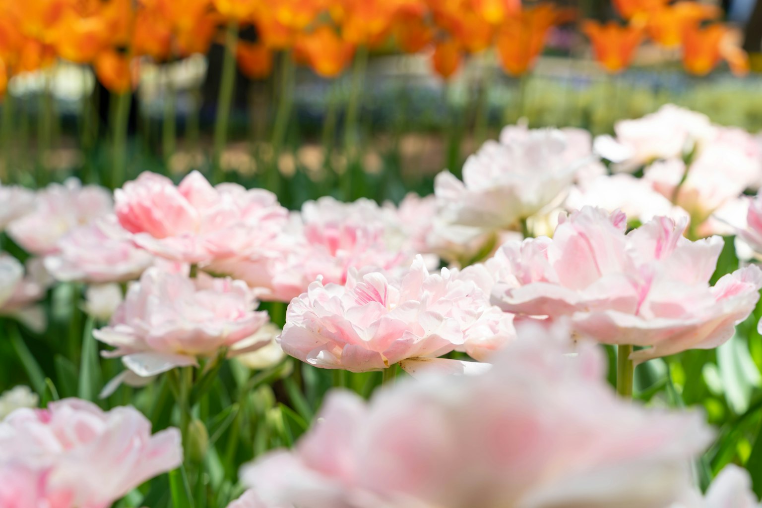 Cảnh vườn với những bông hoa nở rộ có tulip hồng và trắng ở phía trước và hoa cam ở phía sau