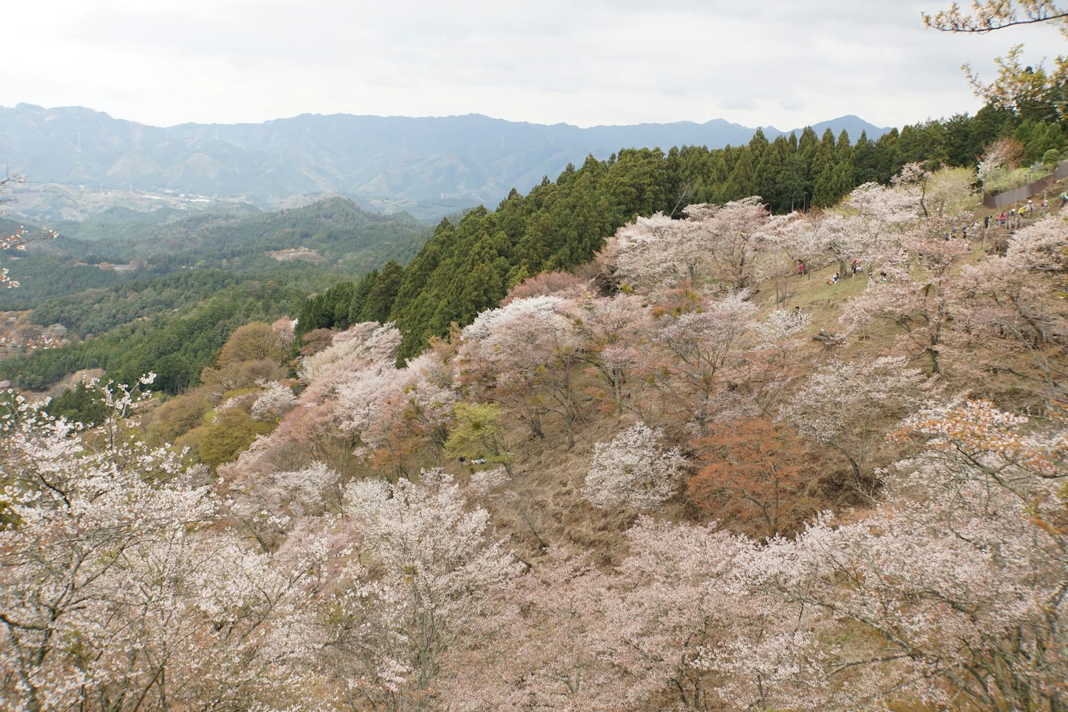 山坡上樱花的风景，背景是绿色森林和山脉