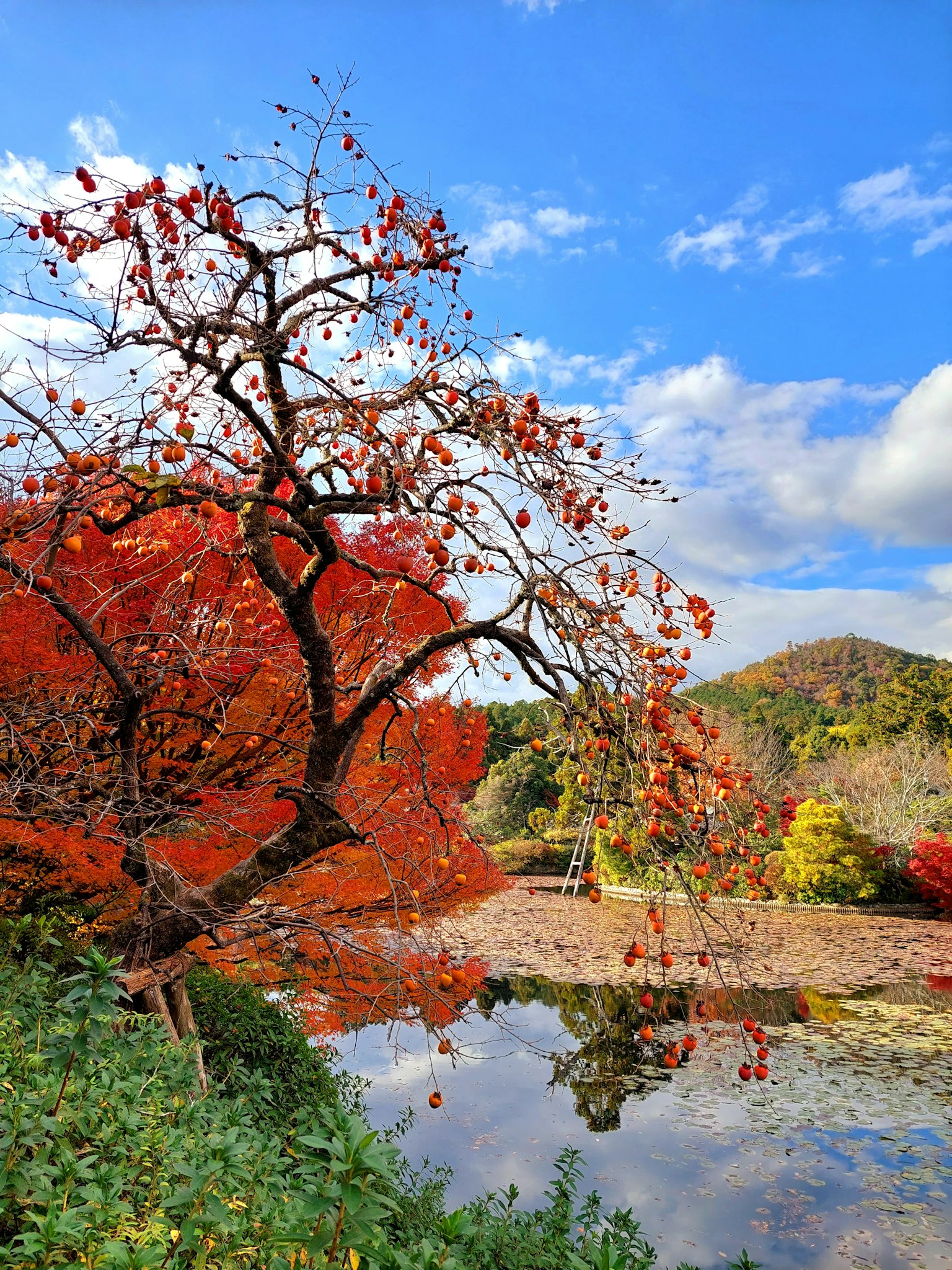 Landschaftsansicht eines Teiches mit lebhaftem Herbstlaub