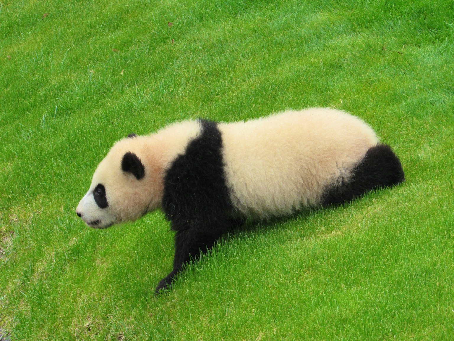 Ein junger Panda, der über grünes Gras läuft
