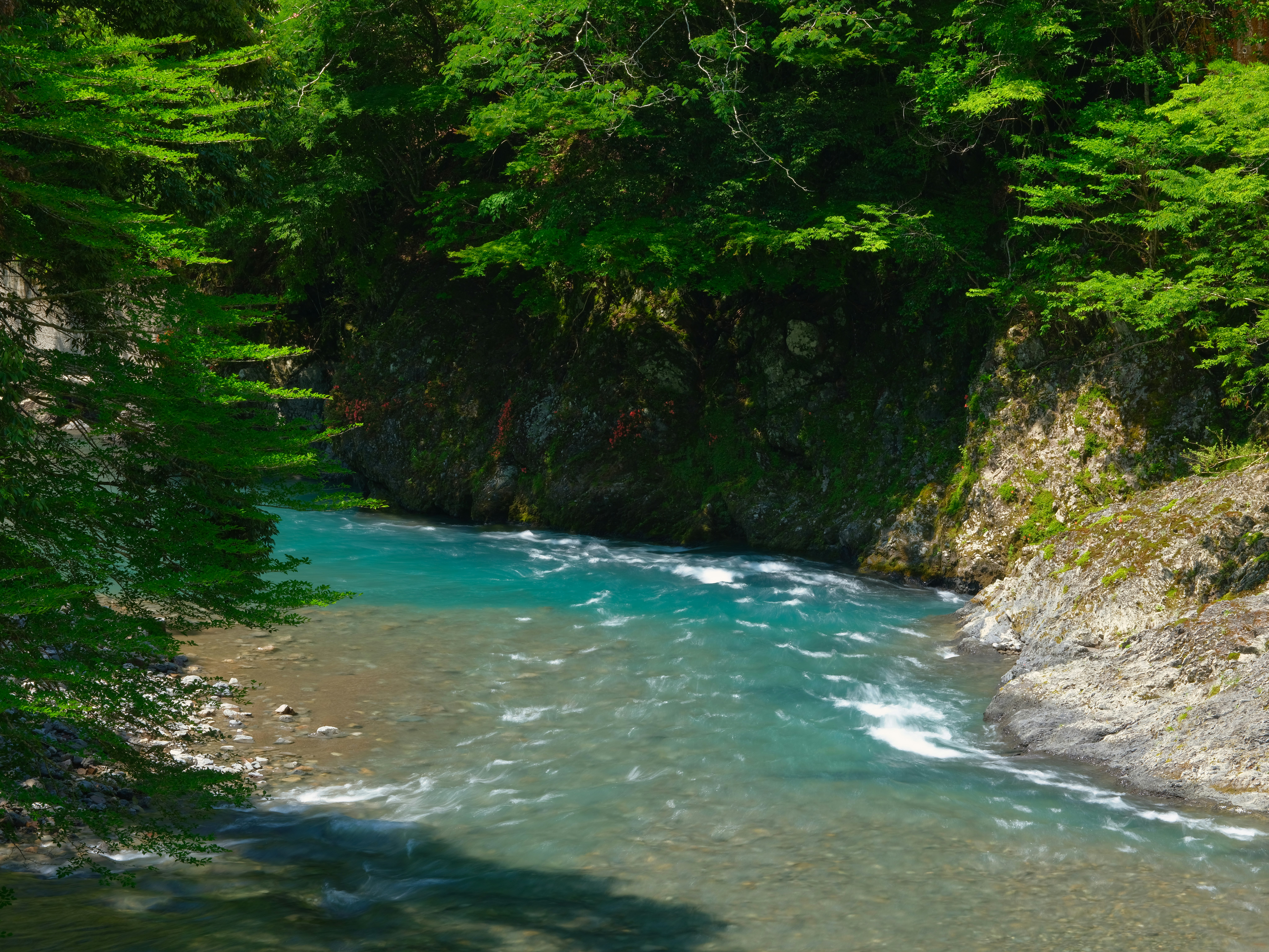 緑の森に囲まれた川の渓流の流れ