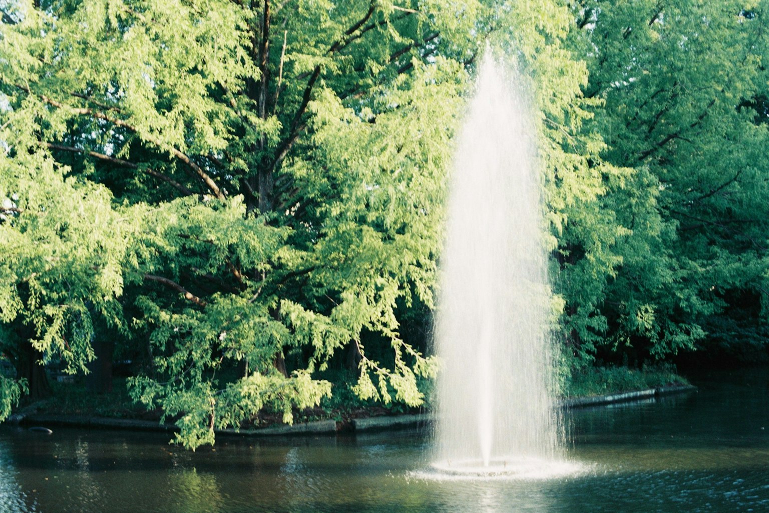 Fountain in a pond surrounded by lush green trees