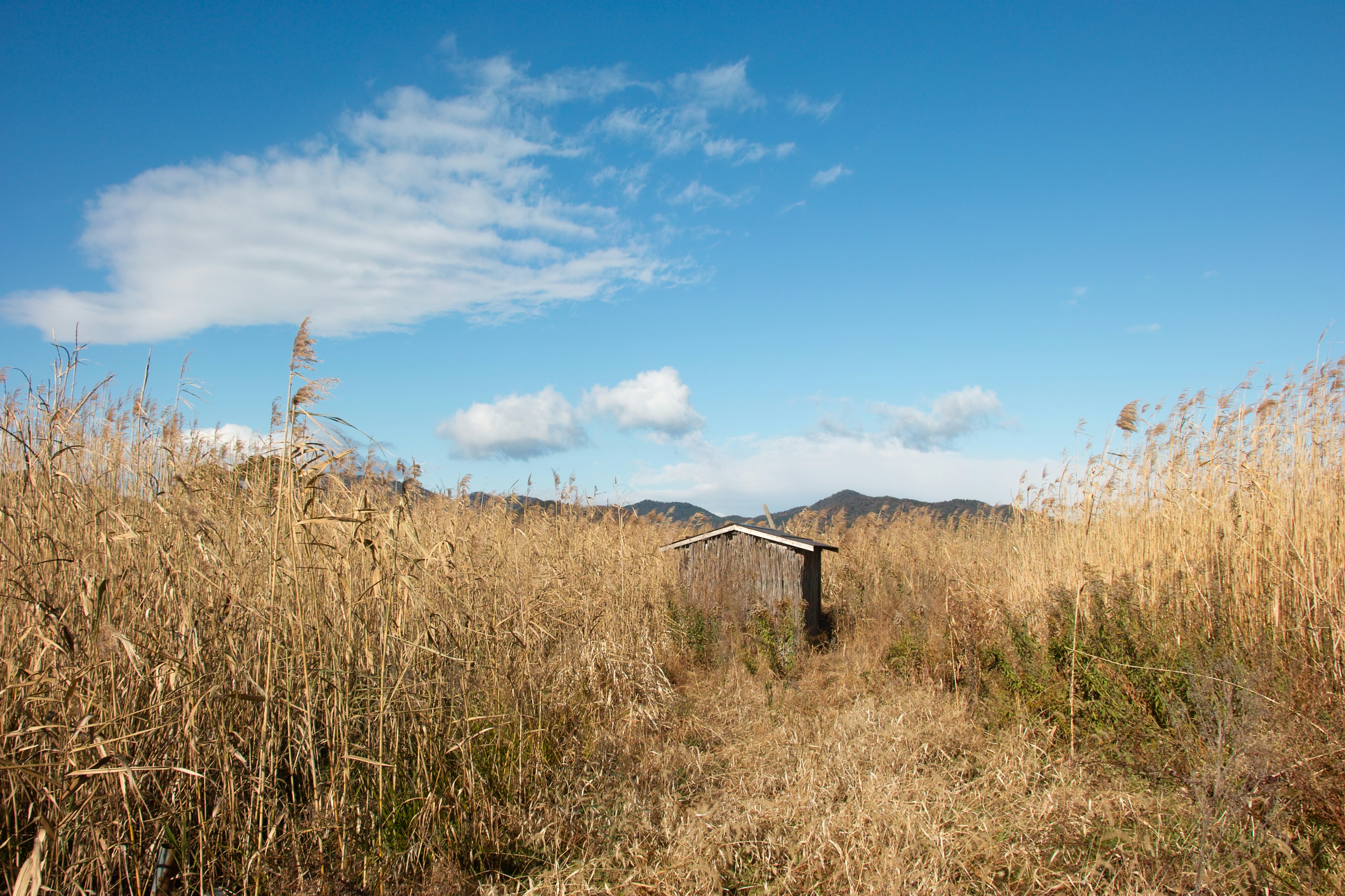 近江八幡市の西の湖周辺で草むらと小屋が見える風景