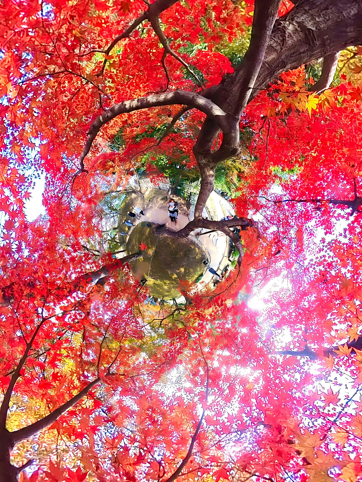 Vibrant red leaves covering trees viewed from below in a beautiful autumn scene
