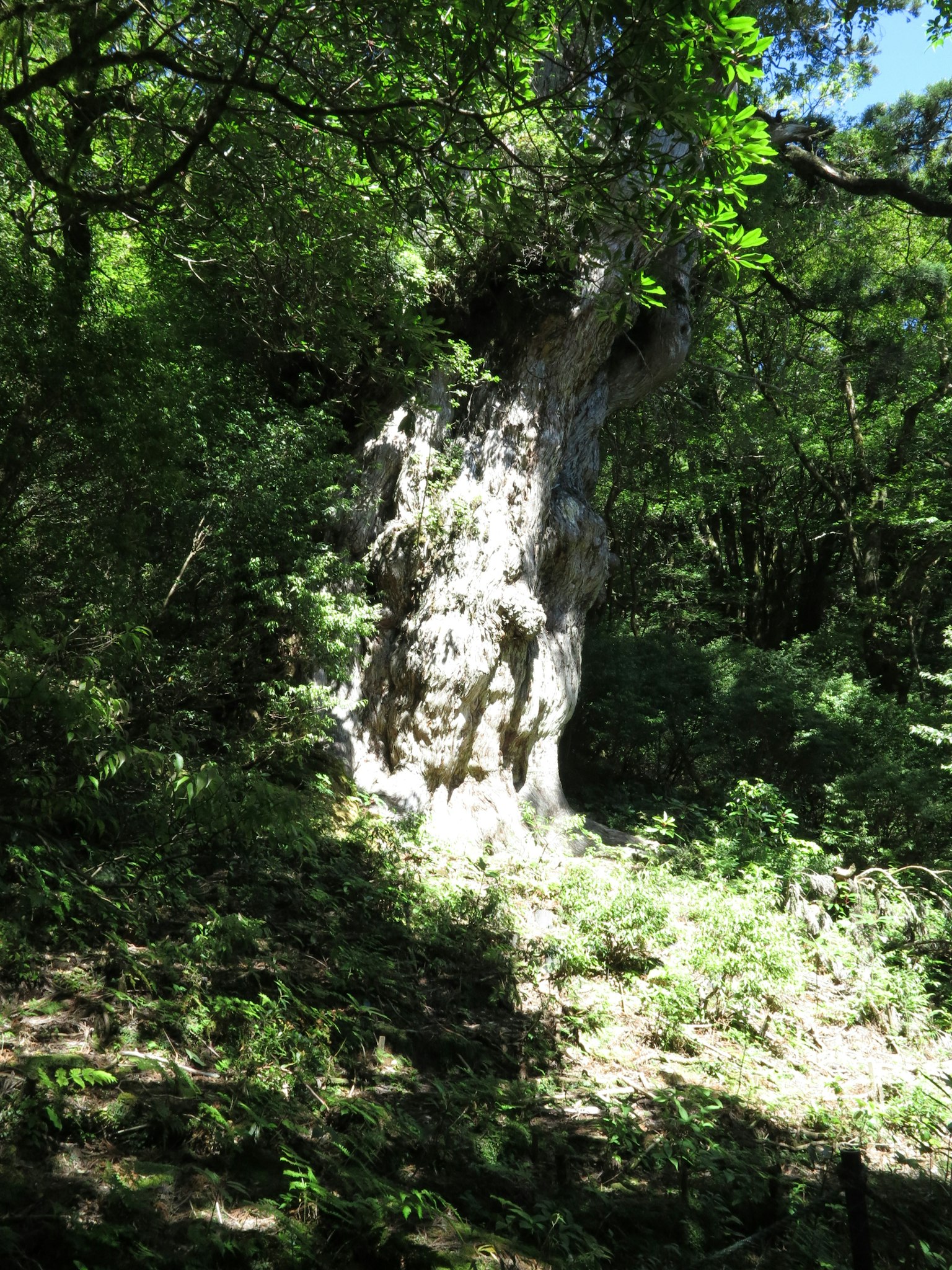 Un gran tronco de árbol en un bosque frondoso