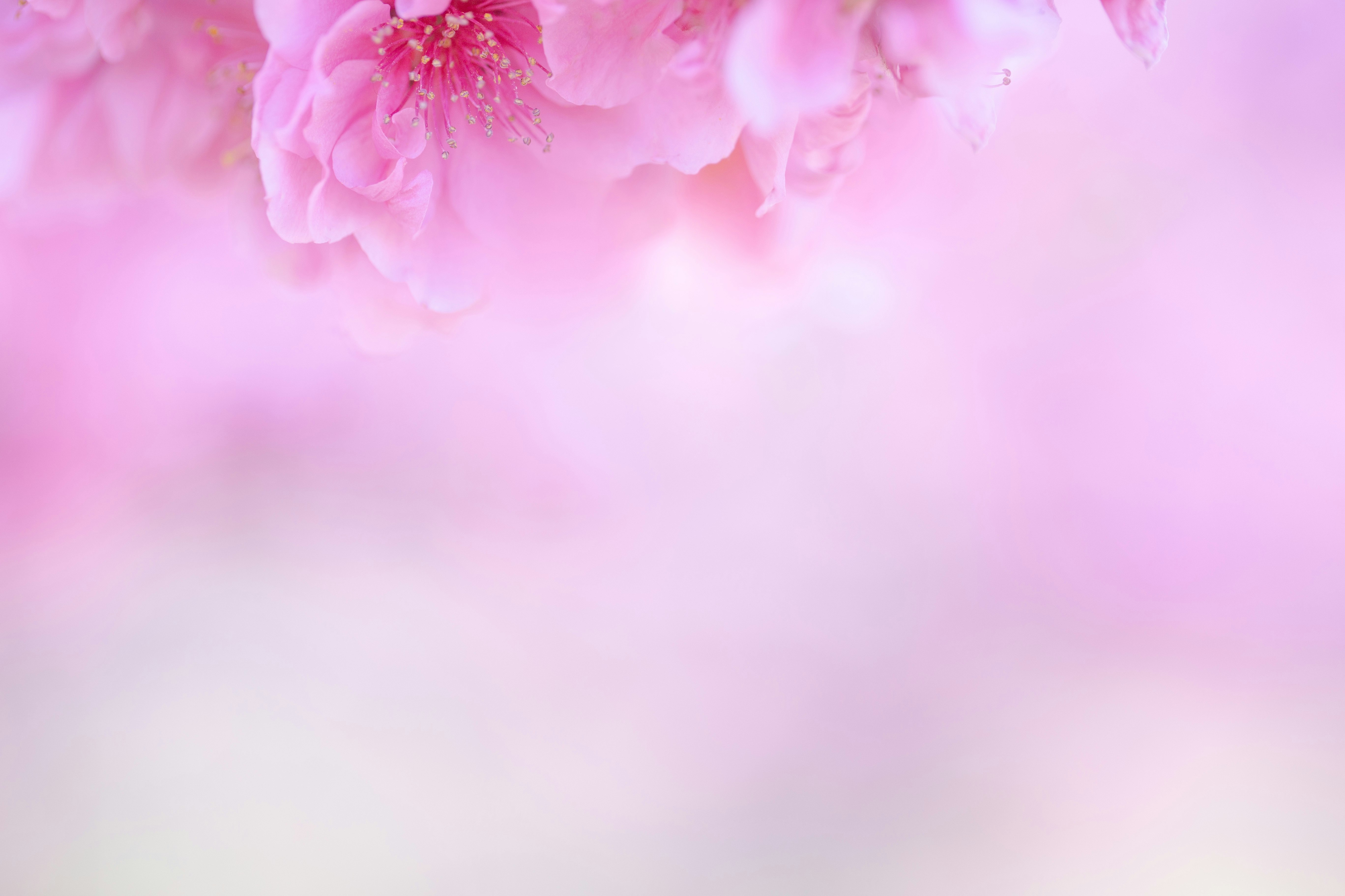 柔和粉色櫻花花瓣的虛化背景