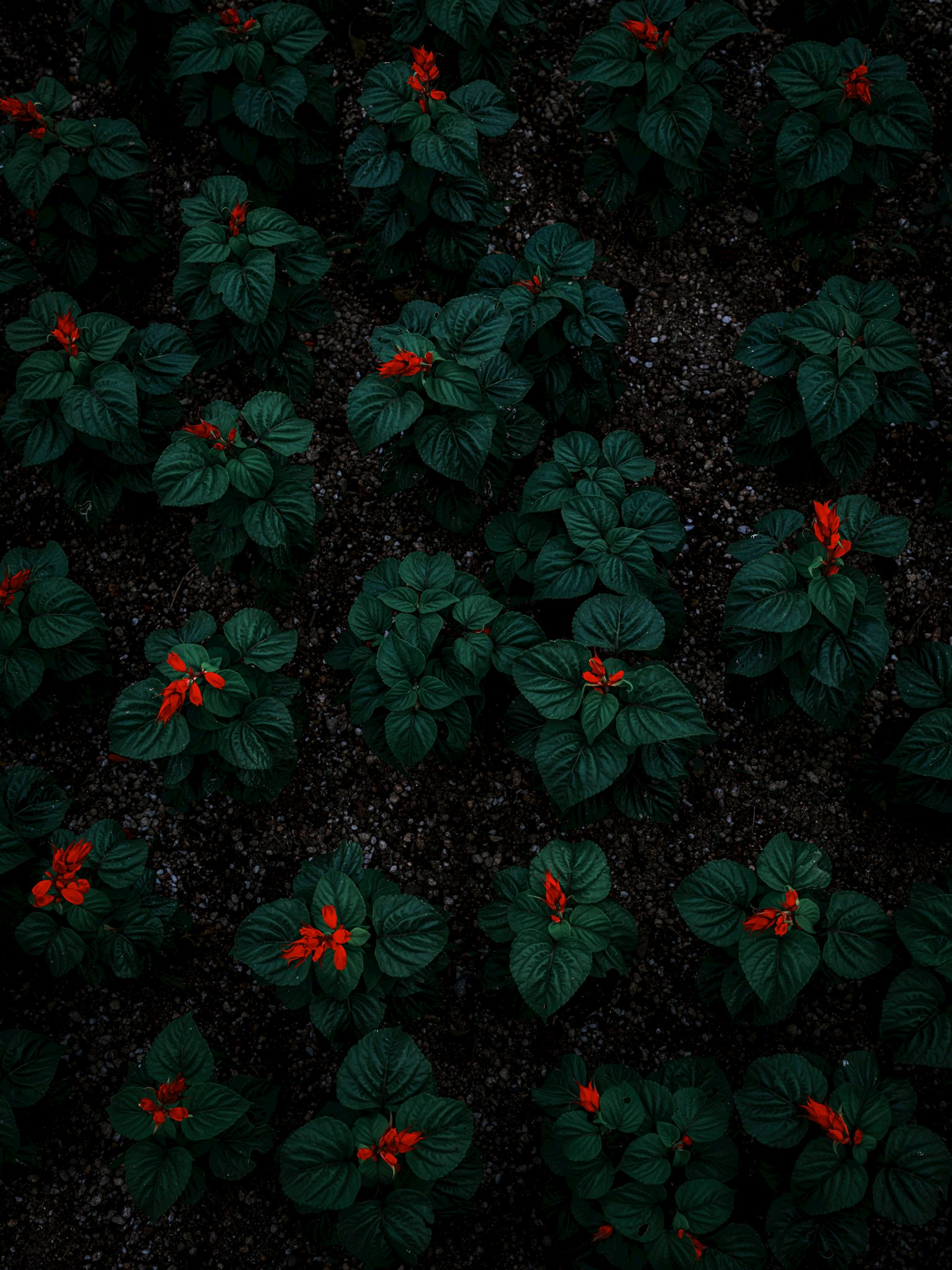 緑の葉に赤い花が咲く植物の群れ