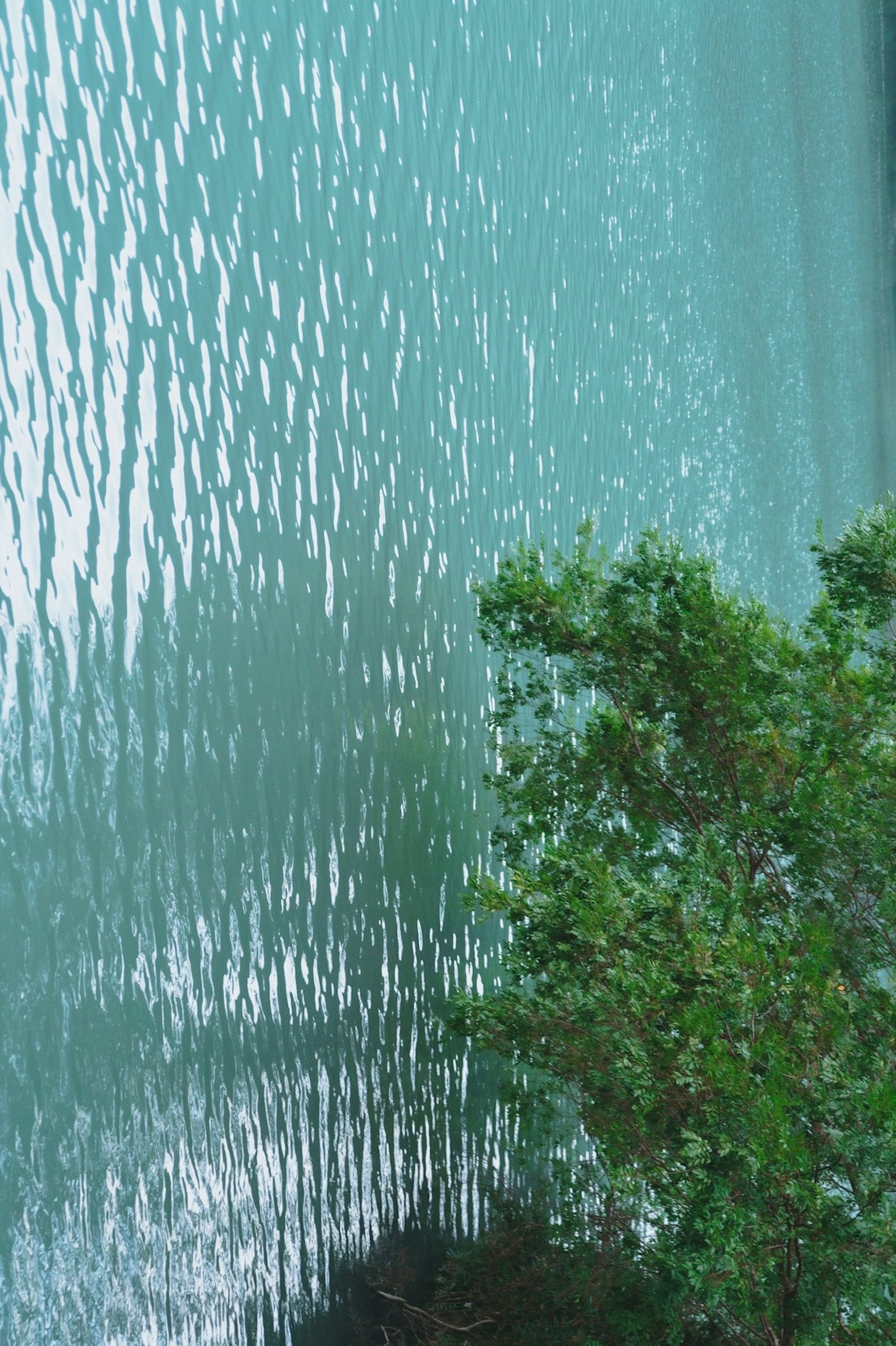 水面の波紋と緑の植物が映る風景