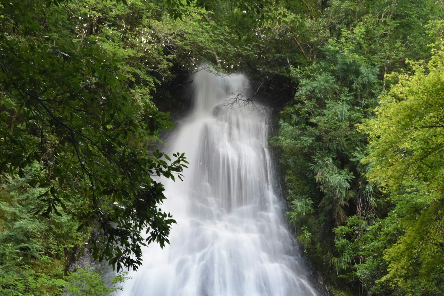 Bellissima cascata circondata da una foresta lussureggiante