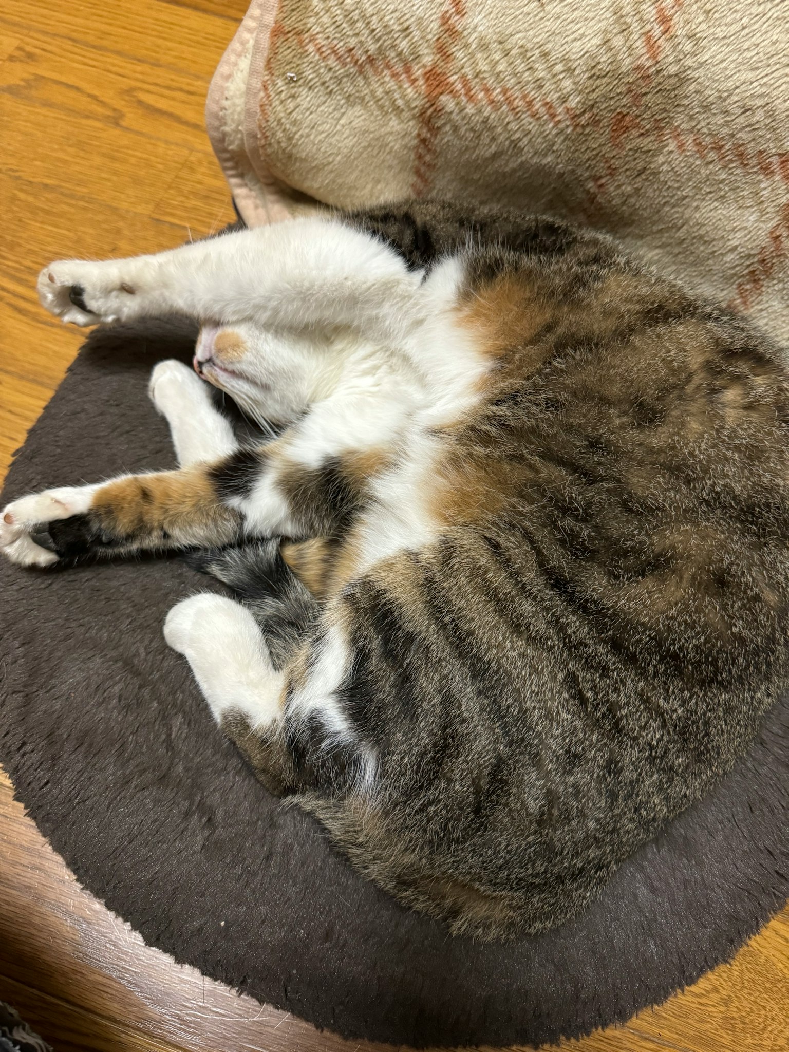 Một con mèo calico cuộn tròn ngủ trên gối tròn