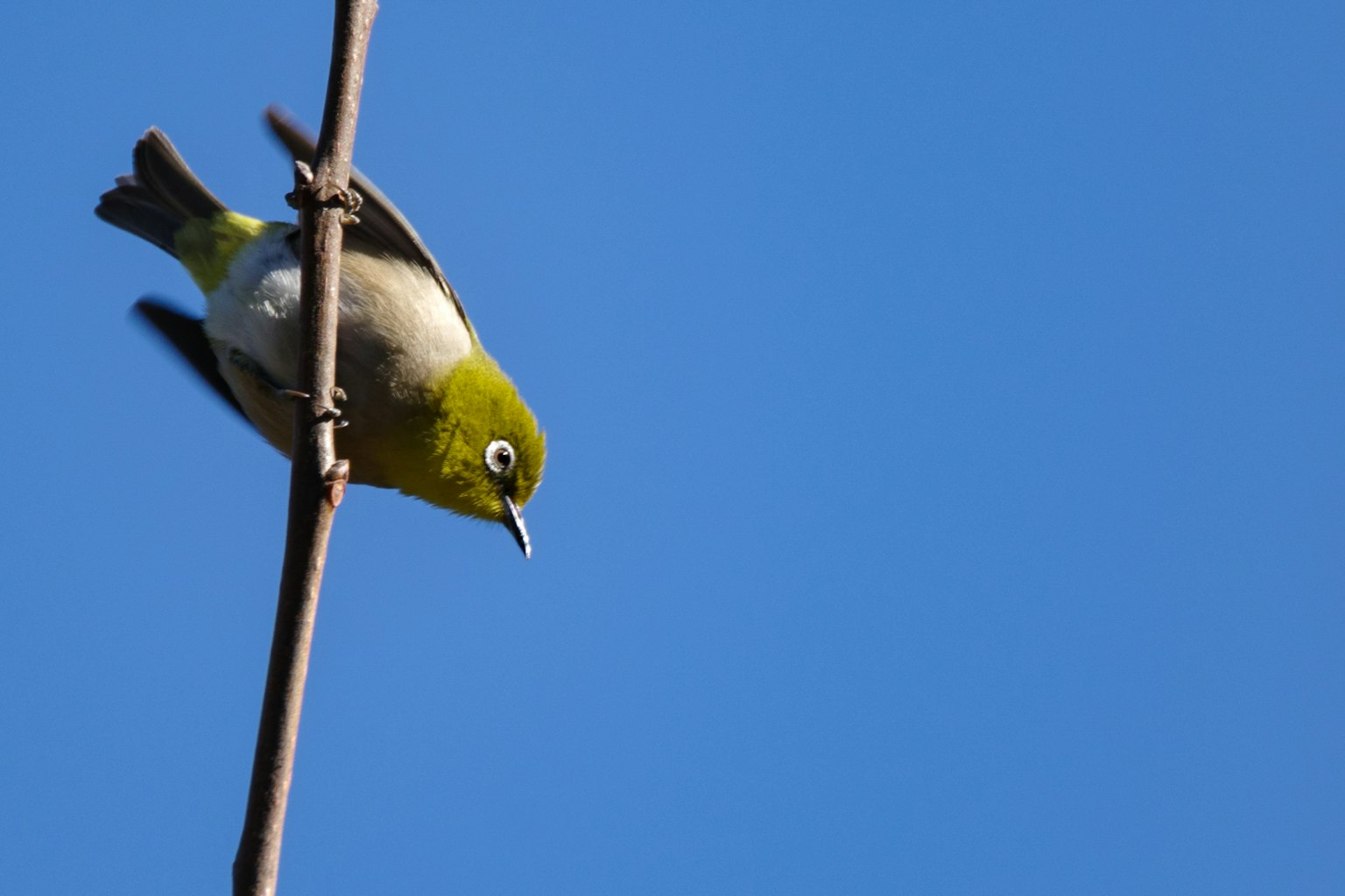 Kleiner grüner Vogel, der auf einem Ast vor blauem Himmel sitzt