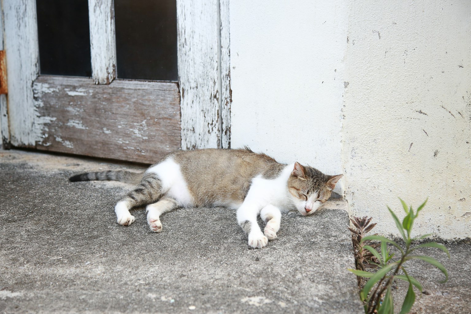 Un gatto che dorme davanti a una porta