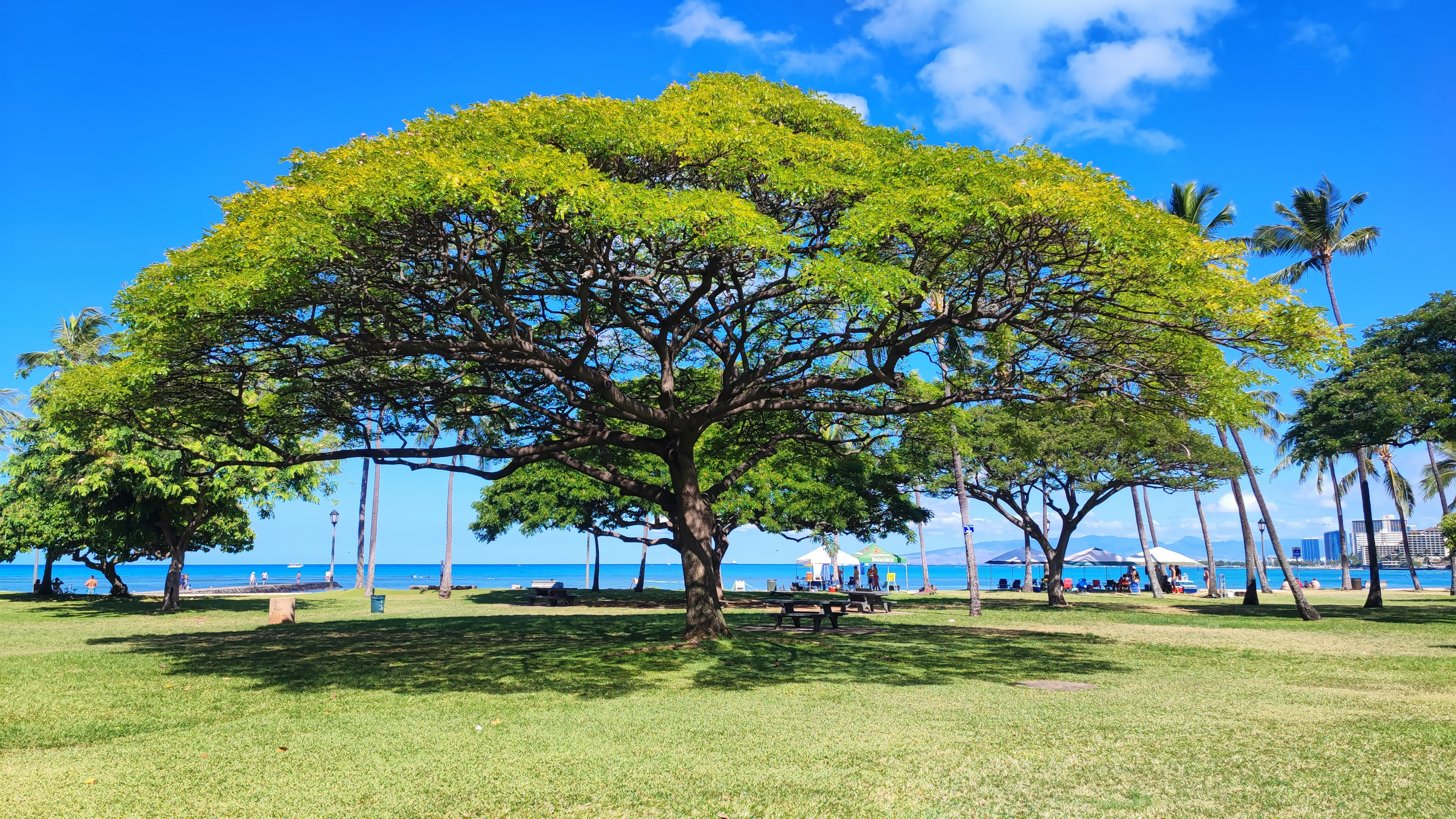 grand arbre parapluie sur une pelouse sous un ciel bleu