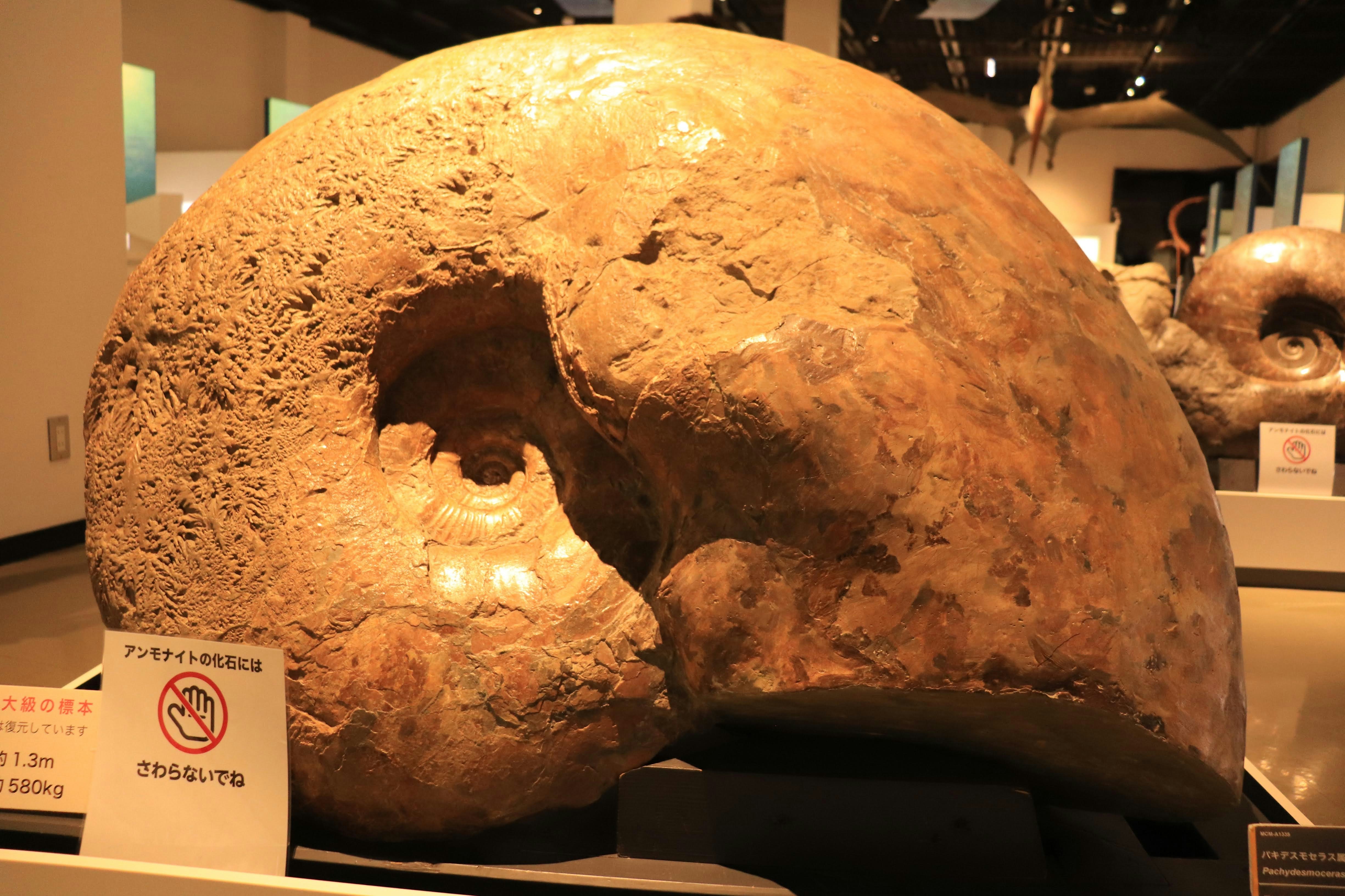 博物館展廳裡的巨型化石頭骨模型