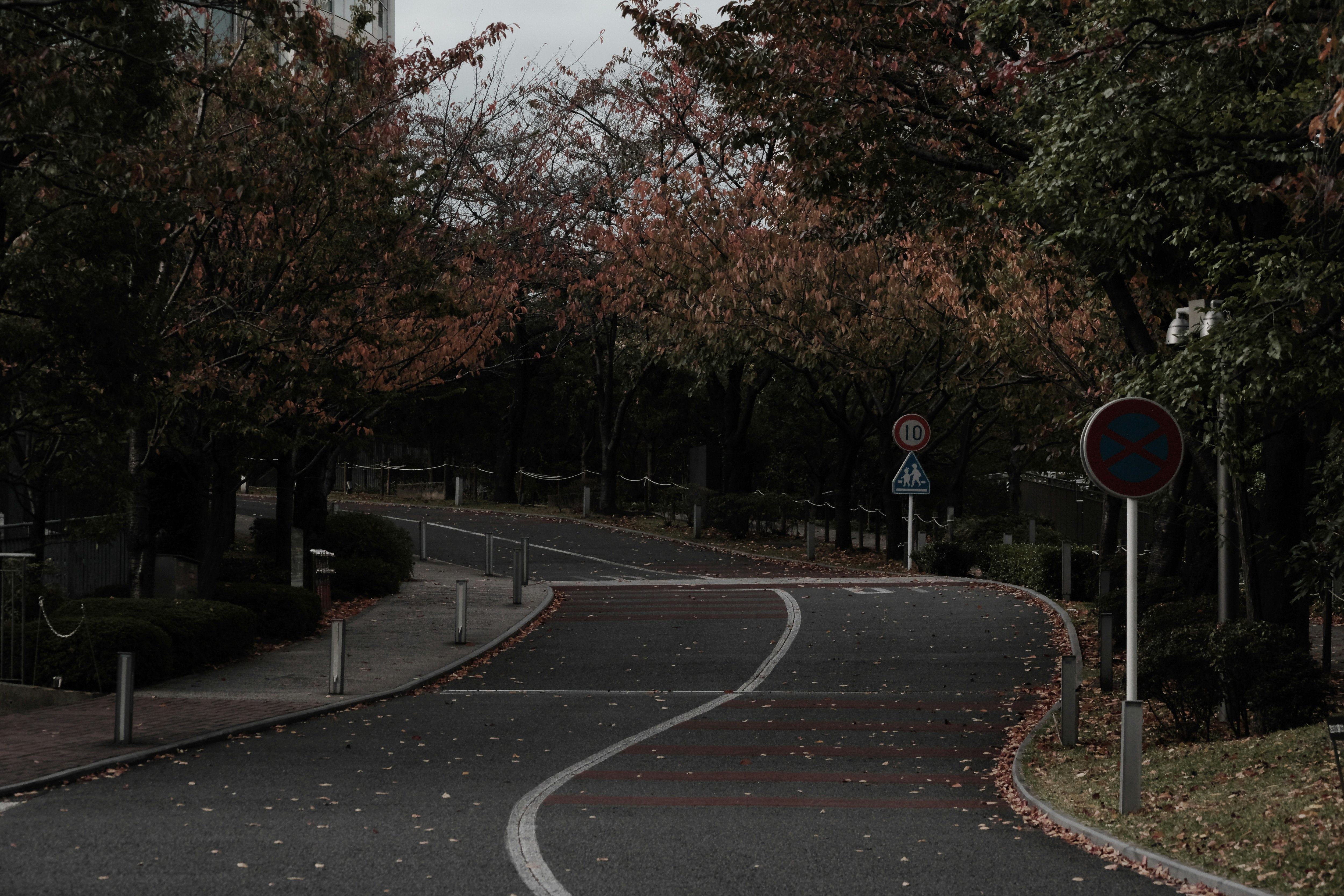 秋叶环绕的坡道弯曲道路景