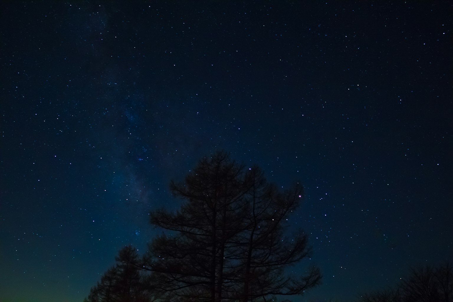 Cielo estrellado con silueta de árboles