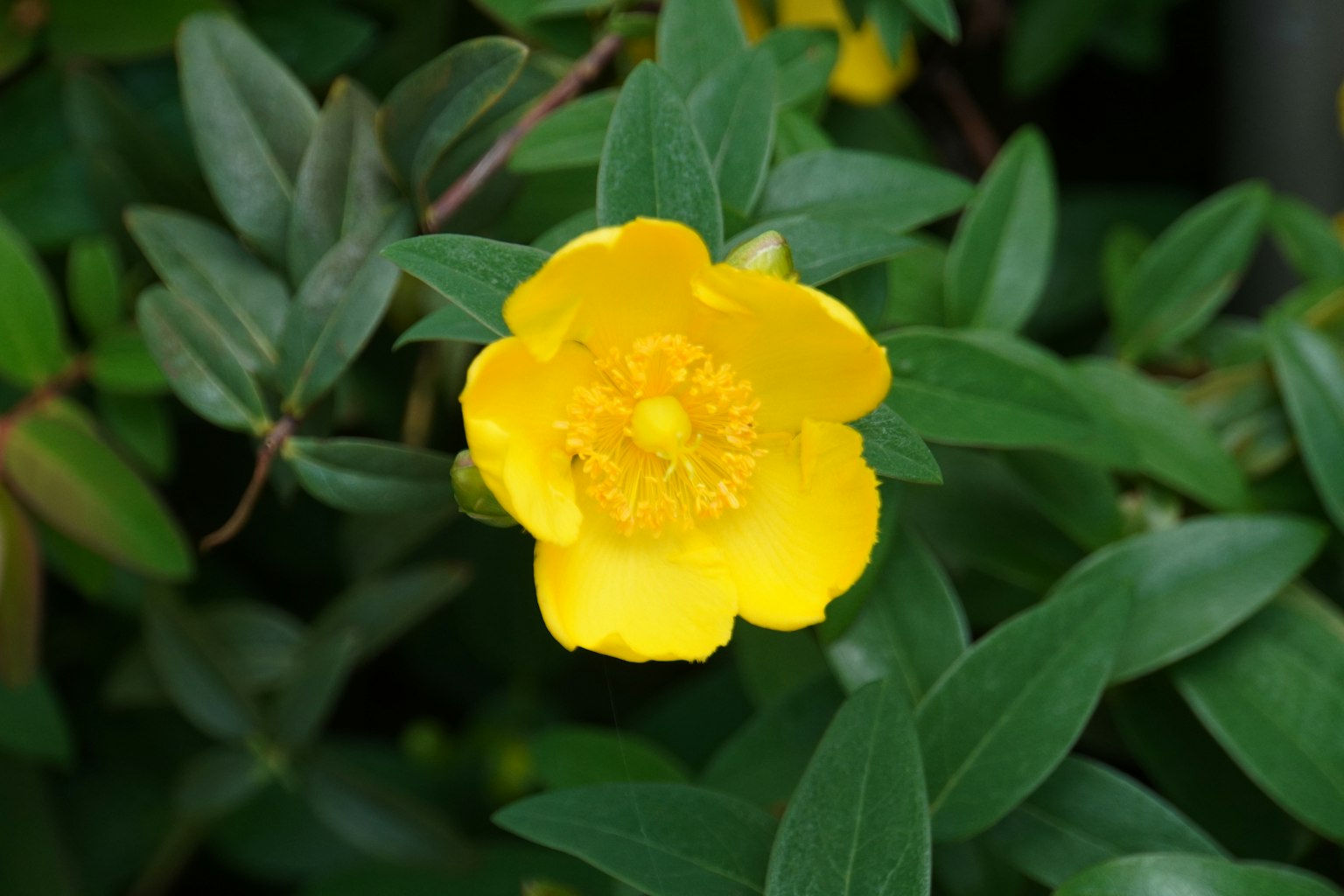Fleur jaune vif avec des feuilles vertes