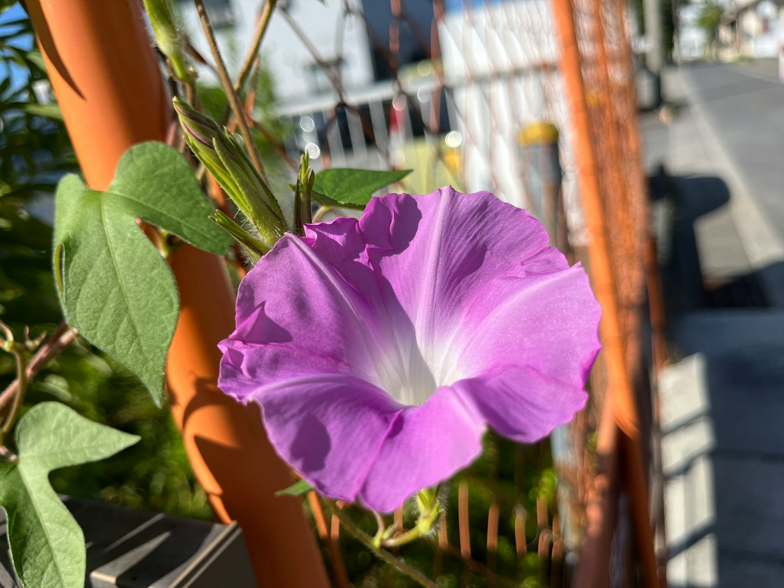 Purple morning glory flower climbing on a metal fence