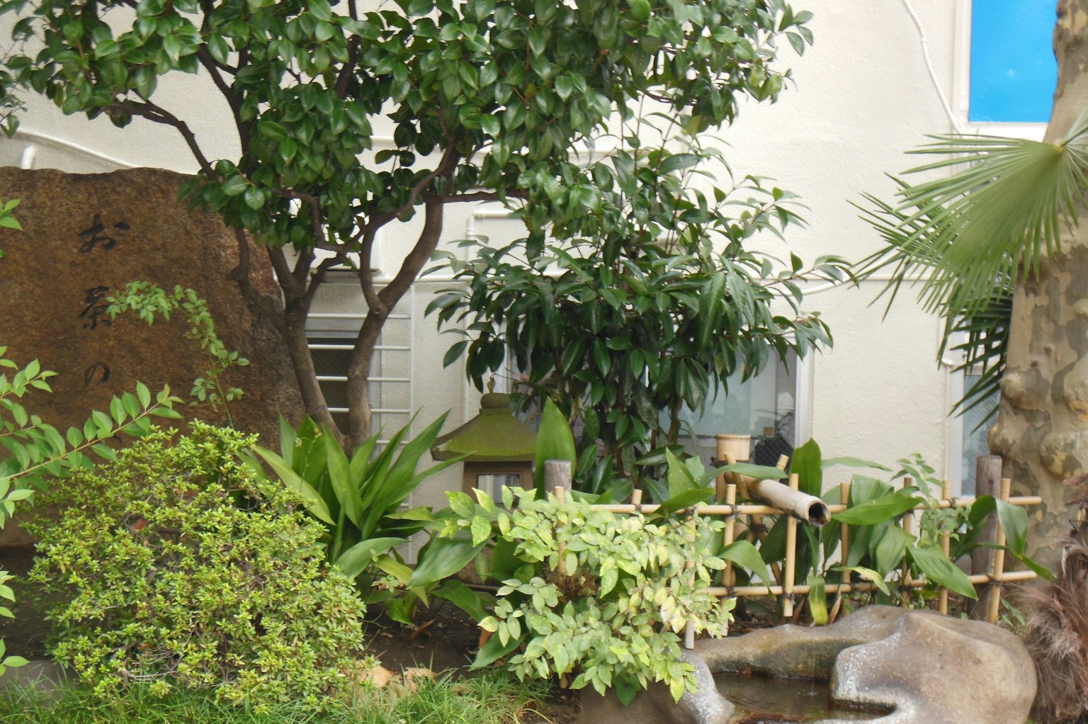 Escena de jardín exuberante con árboles y varias plantas