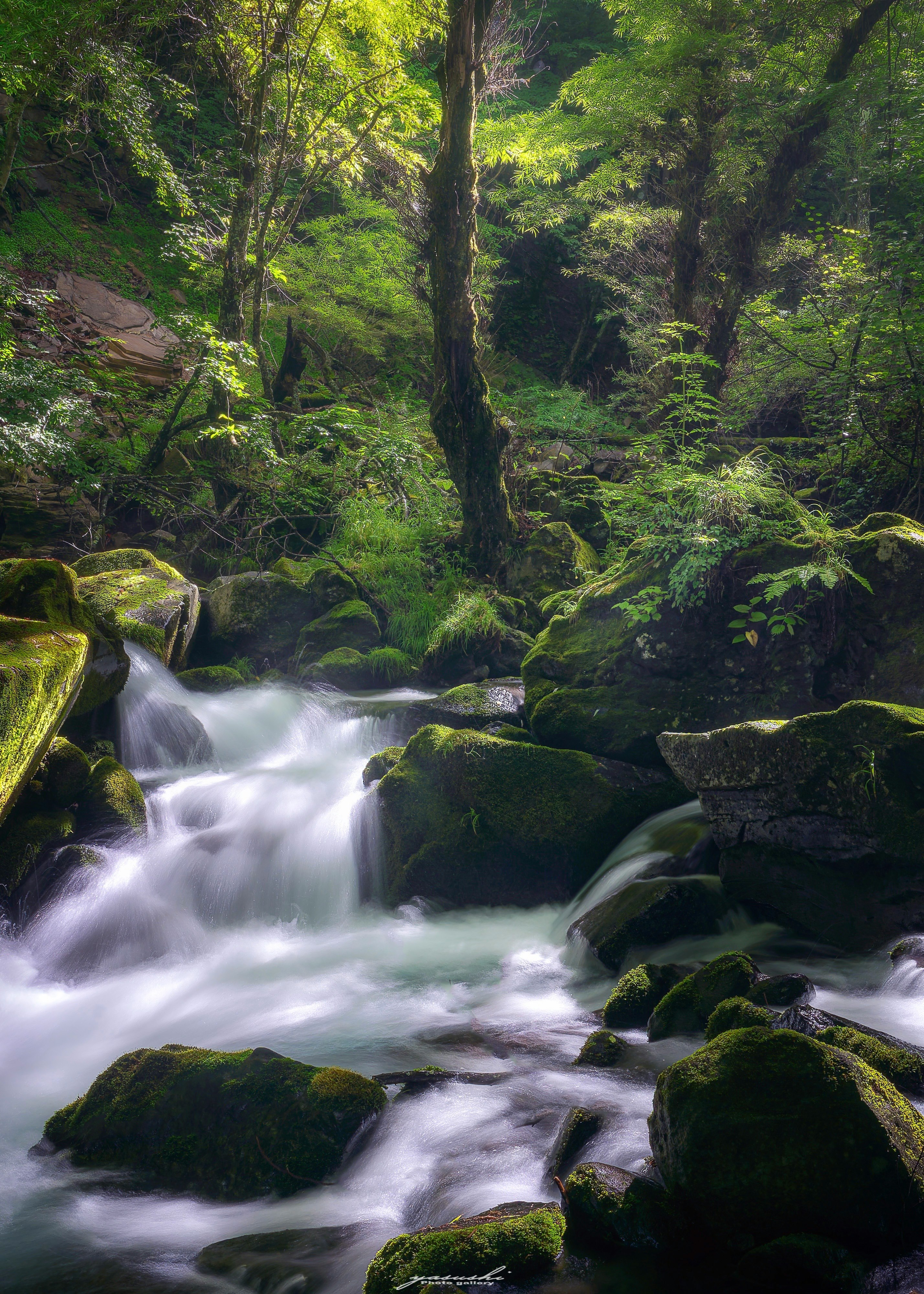 新緑の渓谷を流れる小川の滝のある森の風景
