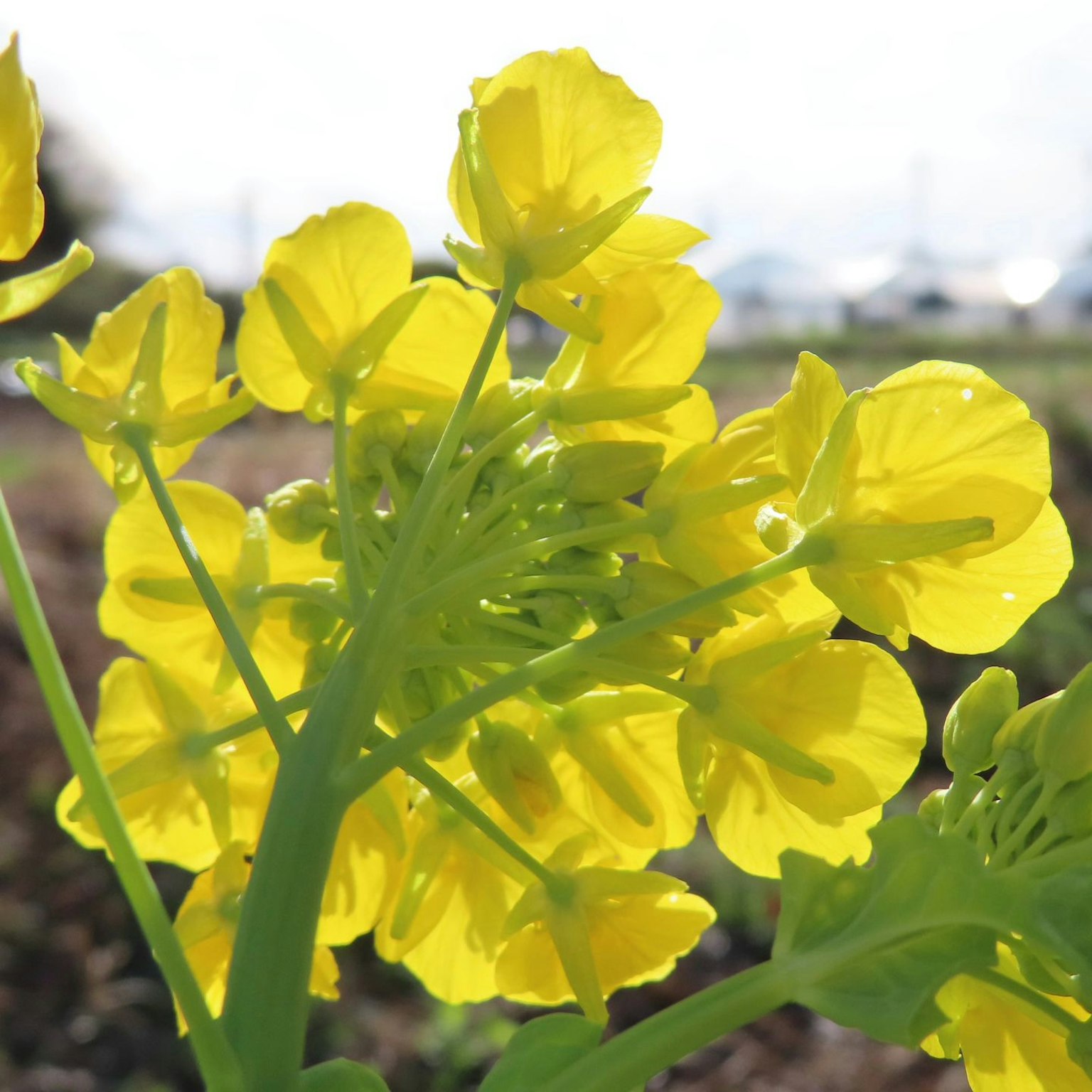 Close-up of a plant with bright yellow flowers