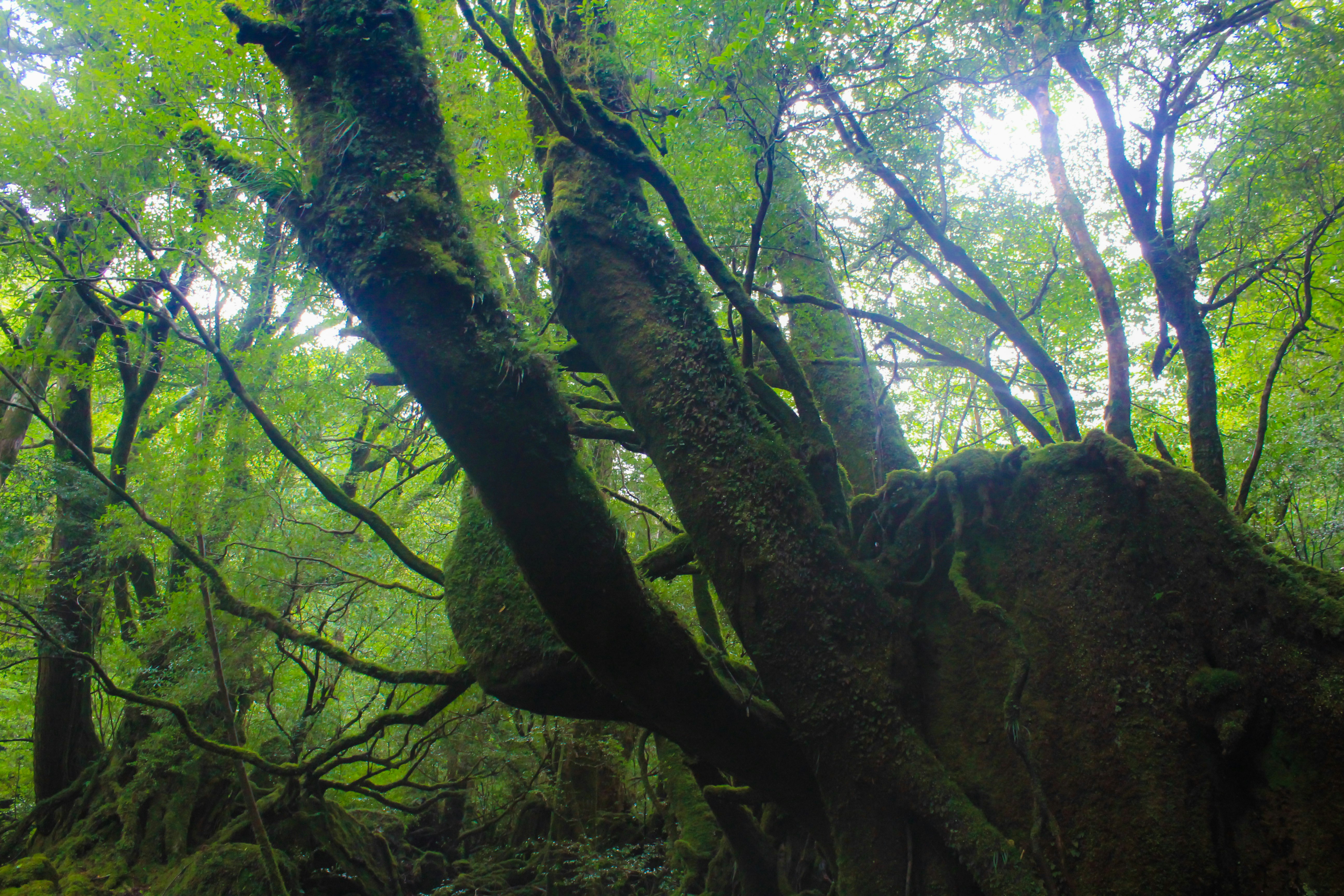 interno di una foresta fitta con tronchi e rami intrecciati