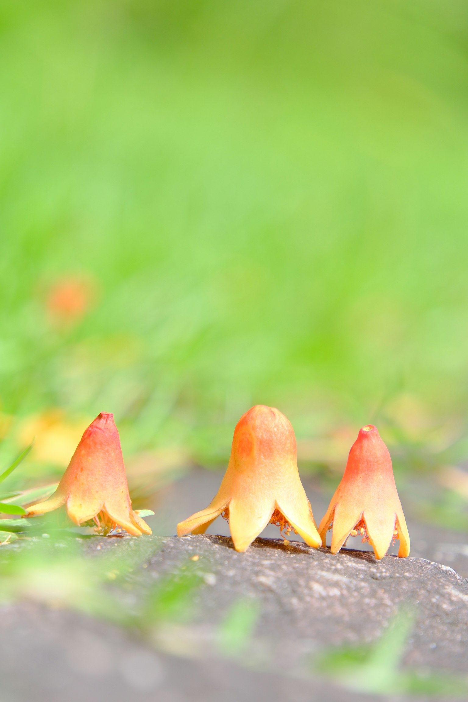 Small orange flower-like plants arranged on green grass