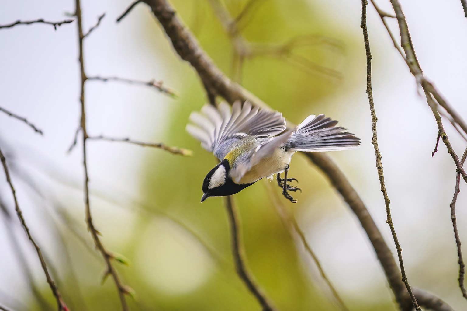 A small bird taking flight from a branch with blurred green background