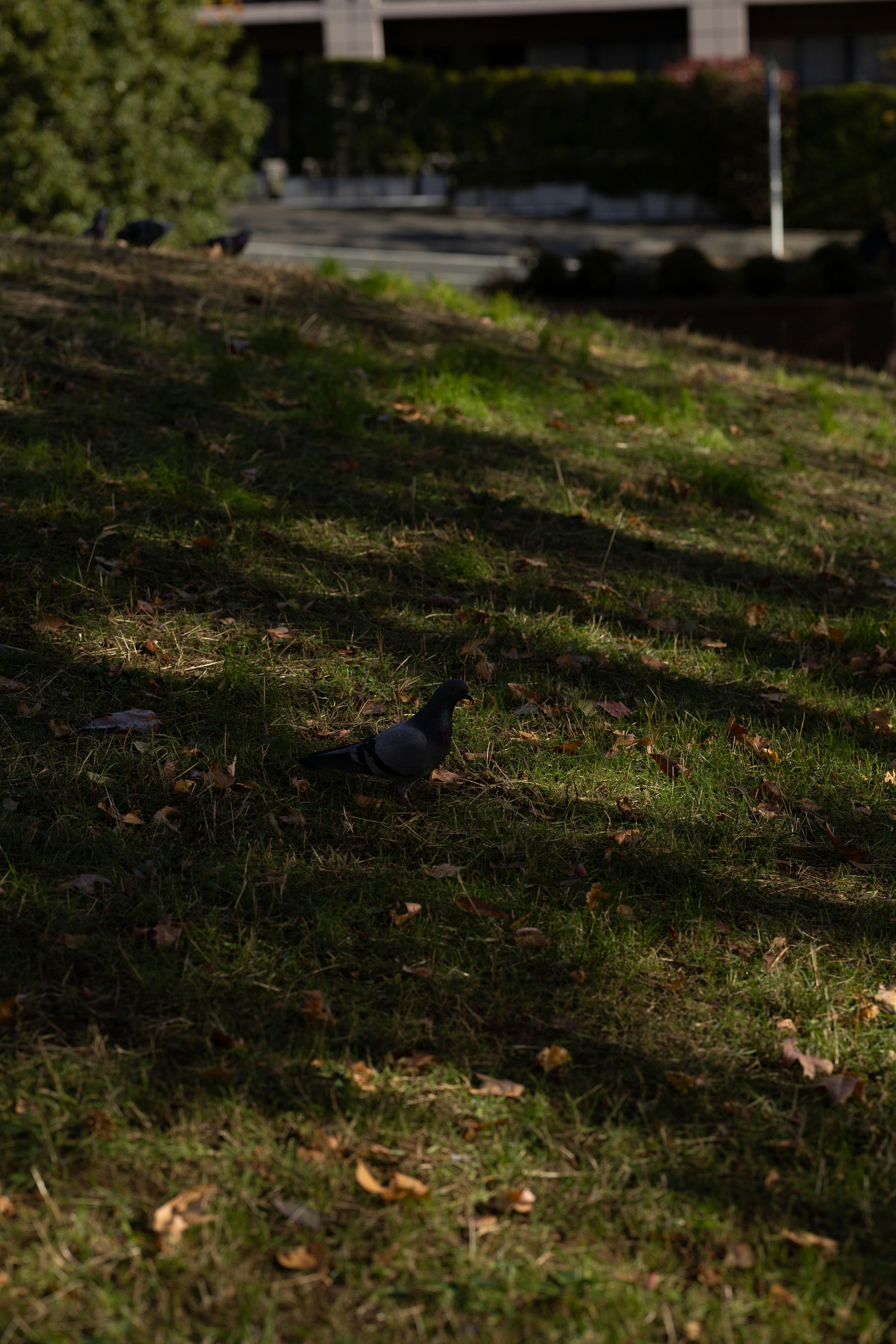 芝生の上を歩く黒い猫のいる公園の風景