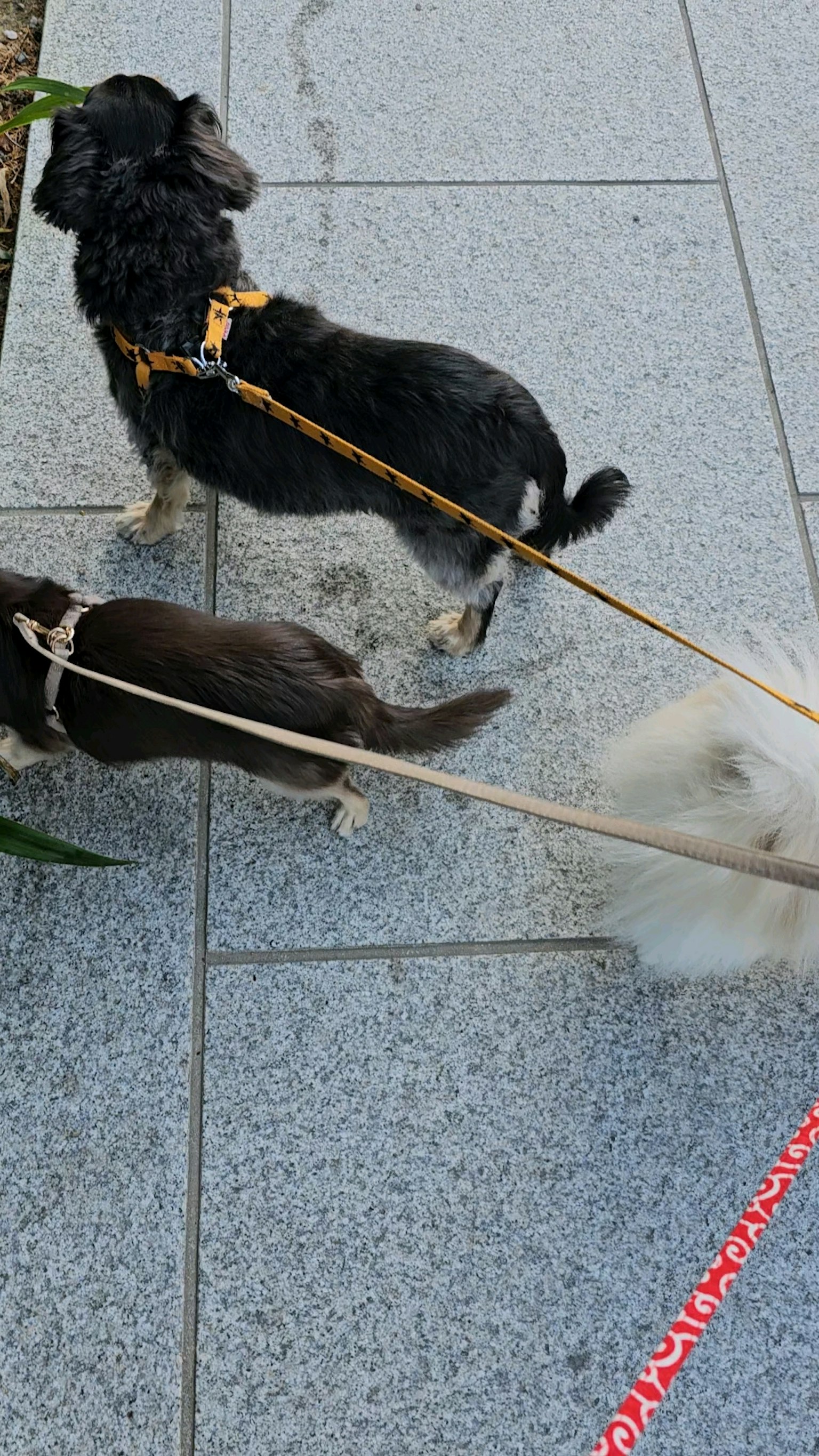 Two dogs on leashes walking on a sidewalk