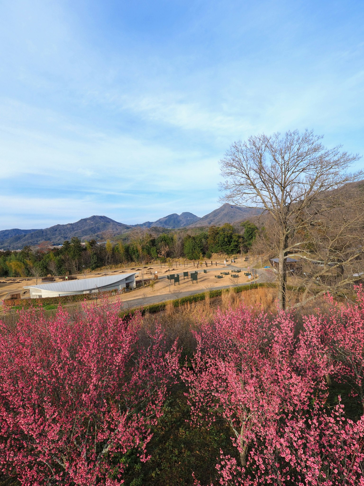 Cherry blossoms blooming under a blue sky with mountains in the background
