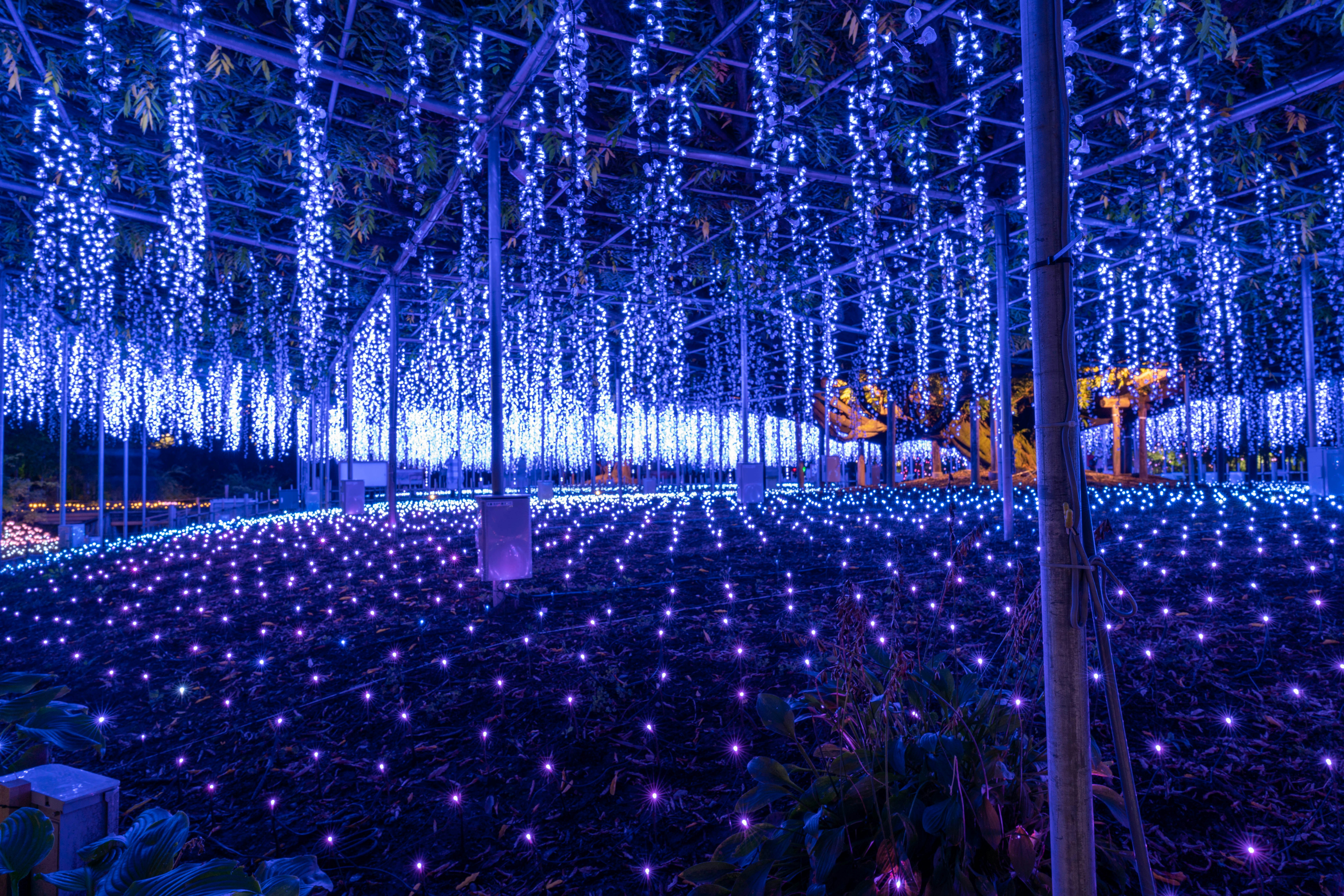 藍色燈光點亮的夜晚花園