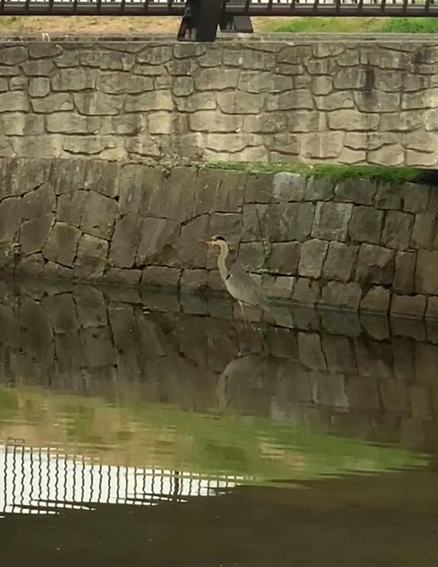 Reiher steht am Steindamm, der sich im Wasser spiegelt