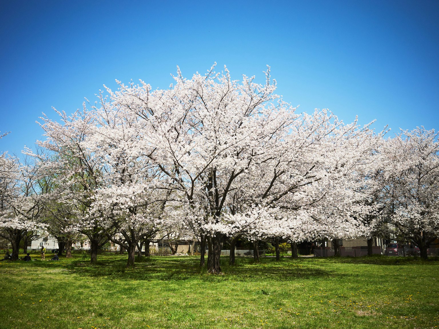 Un paesaggio con alberi di ciliegio in fiore sotto un cielo blu