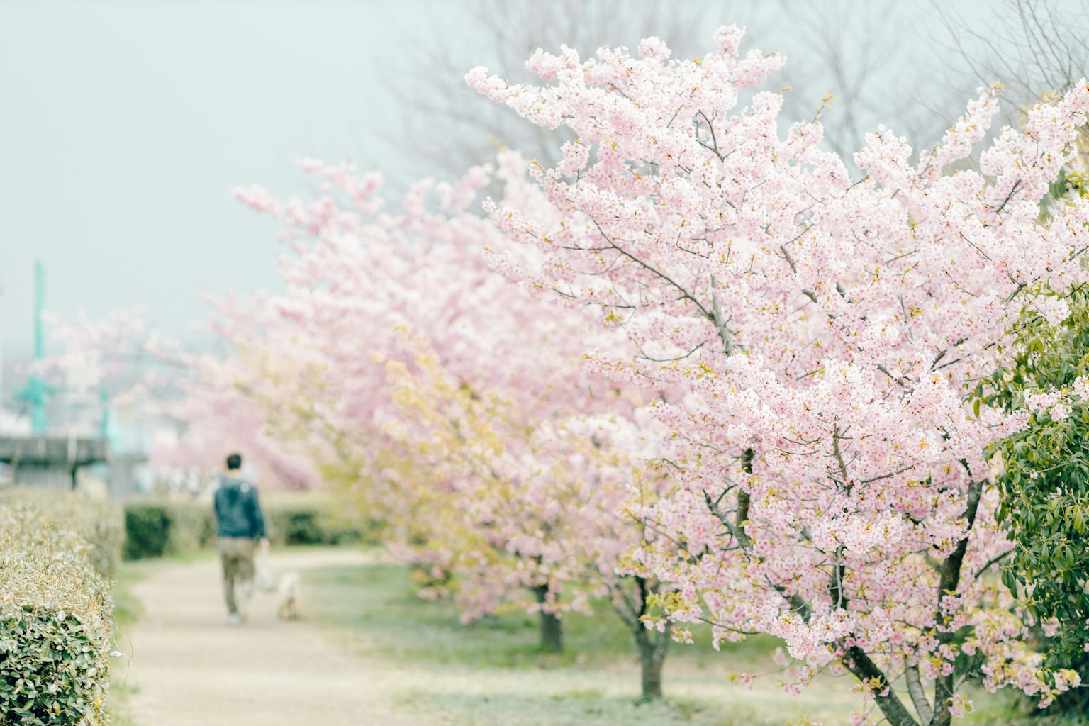 Una persona che cammina lungo un sentiero fiancheggiato da alberi di ciliegio in fiore