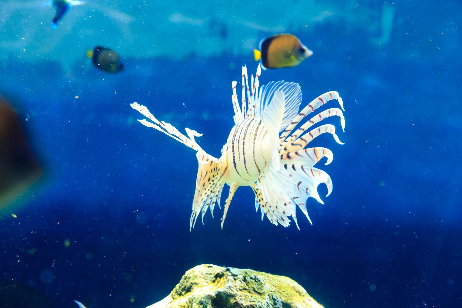 一隻獅子魚在藍色水中游泳，周圍有其他魚