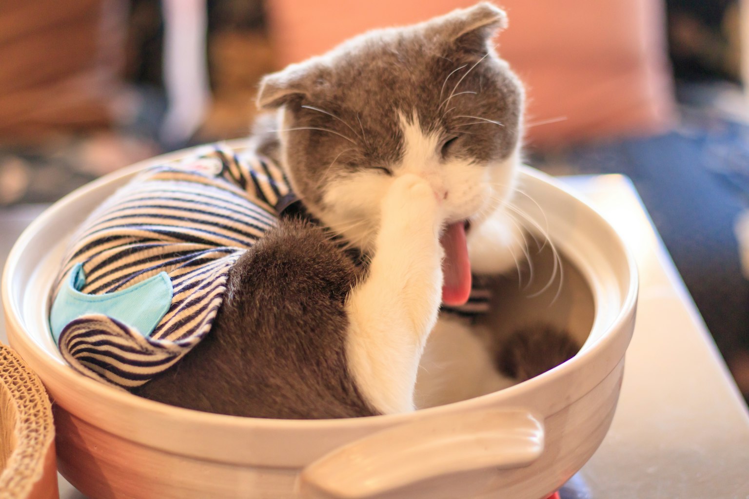 Un gato descansando en una olla con un traje a rayas