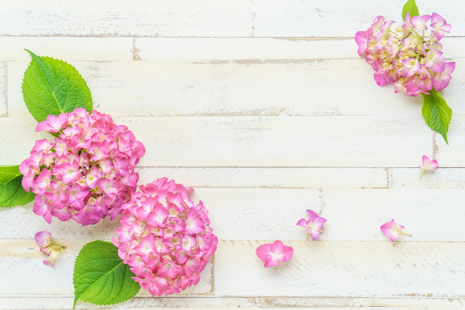 Hoa và lá cẩm tú cầu màu hồng trên bàn gỗ