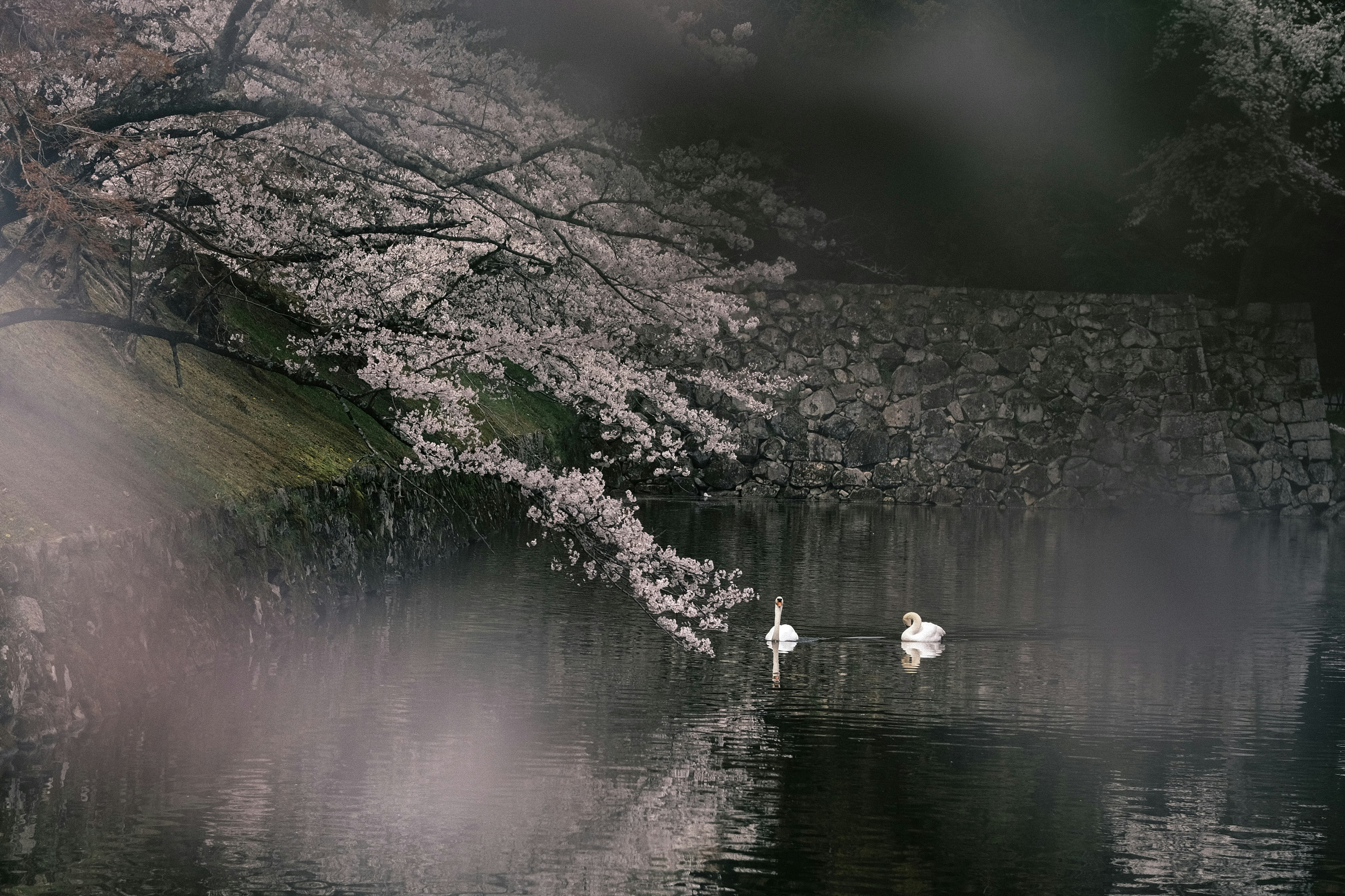桜の花びらが水面に映る日本庭園の池と白鳥