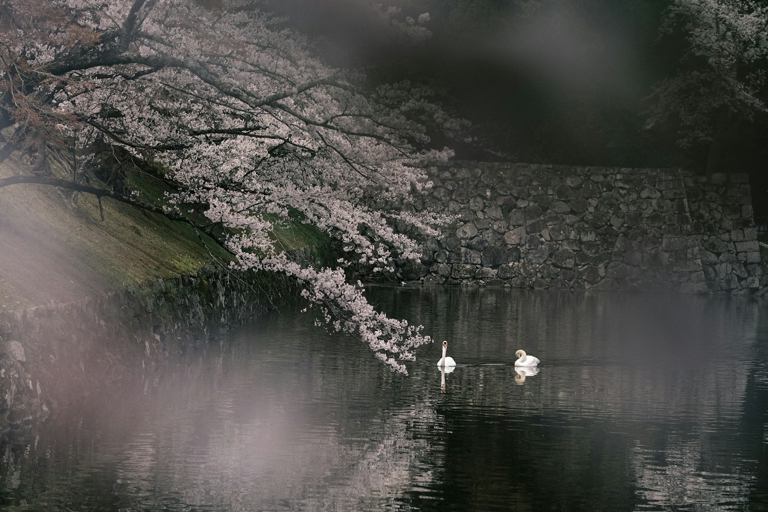 Cigni che galleggiano su una superficie d'acqua serena con alberi di ciliegio in fiore