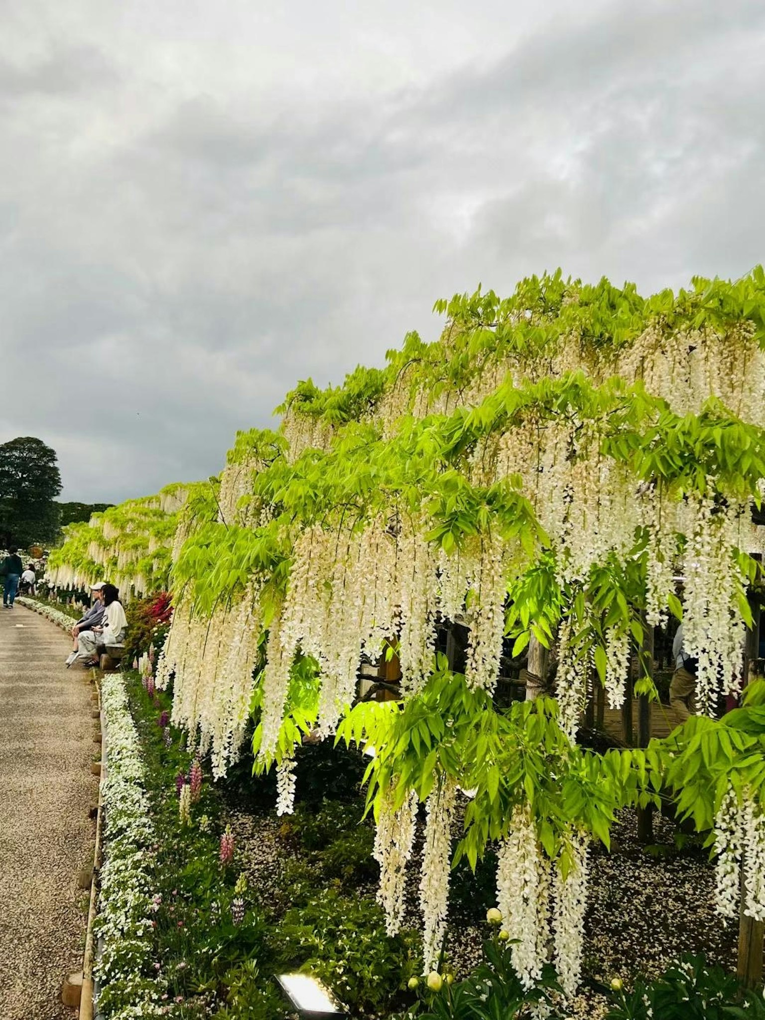 Scène de jardin magnifique avec des fleurs de glycine blanches en cascade