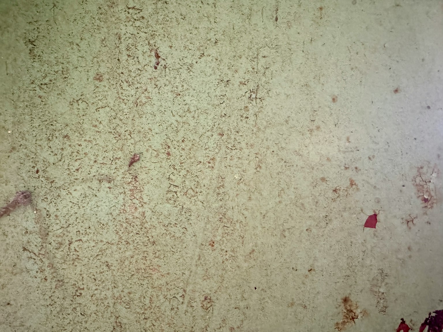 Surface murale texturée avec une teinte verdâtre et des éclats rouges