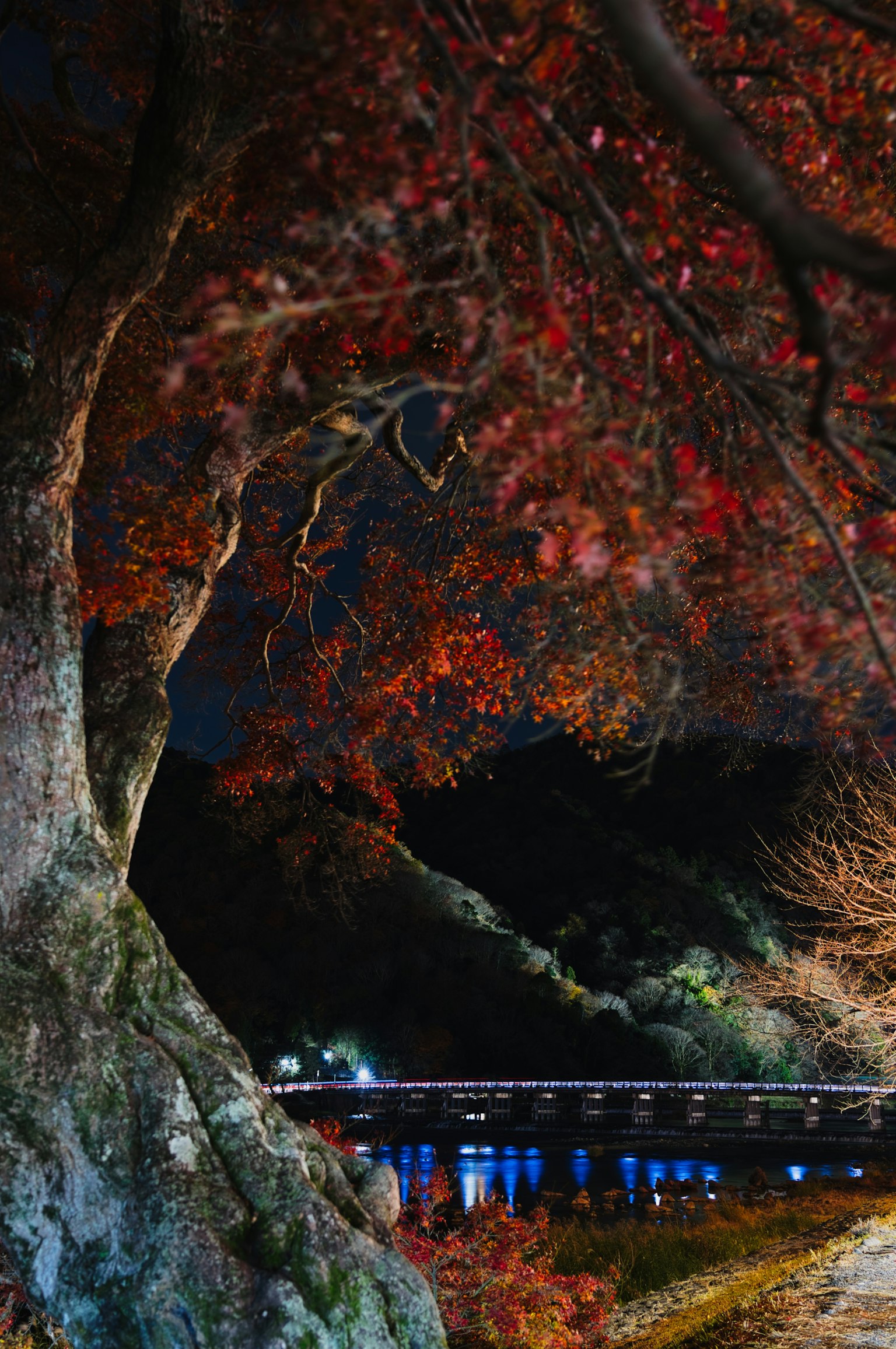 夜の紅葉した木と静かな水面の風景