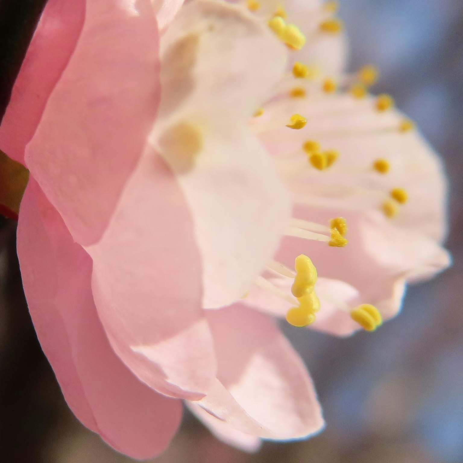 Primo piano di un fiore rosa pallido con polline giallo