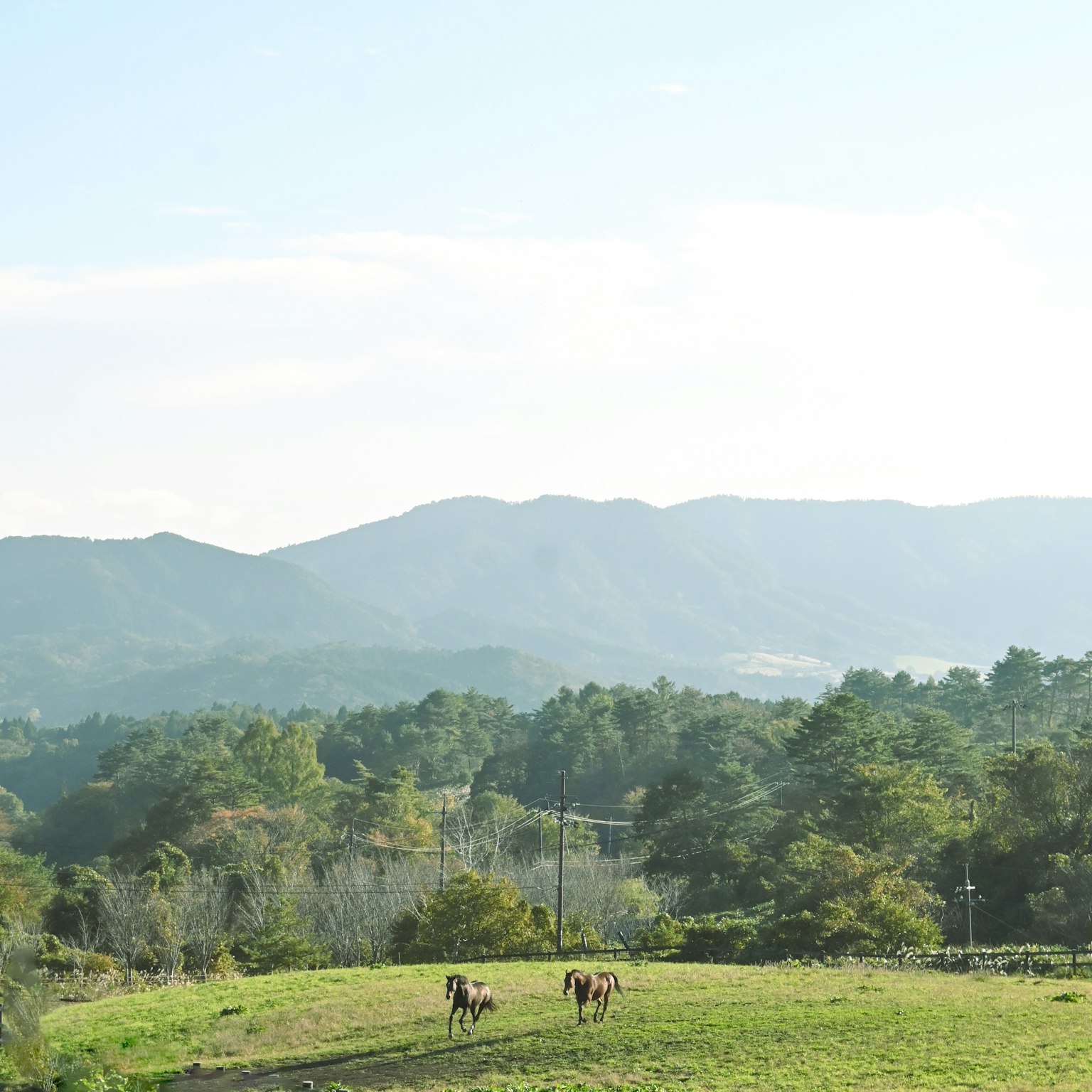 Vue pittoresque d'un pâturage avec des vaches entourées de montagnes